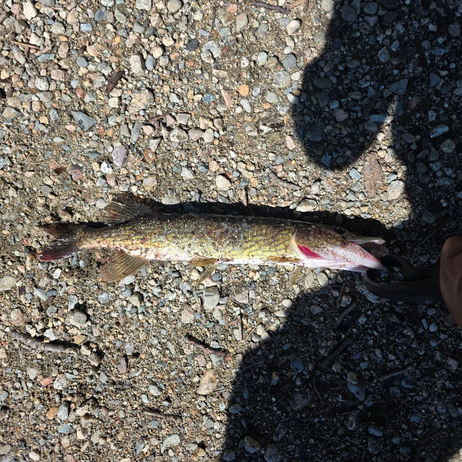 Chain pickerel caught on Fishbrain