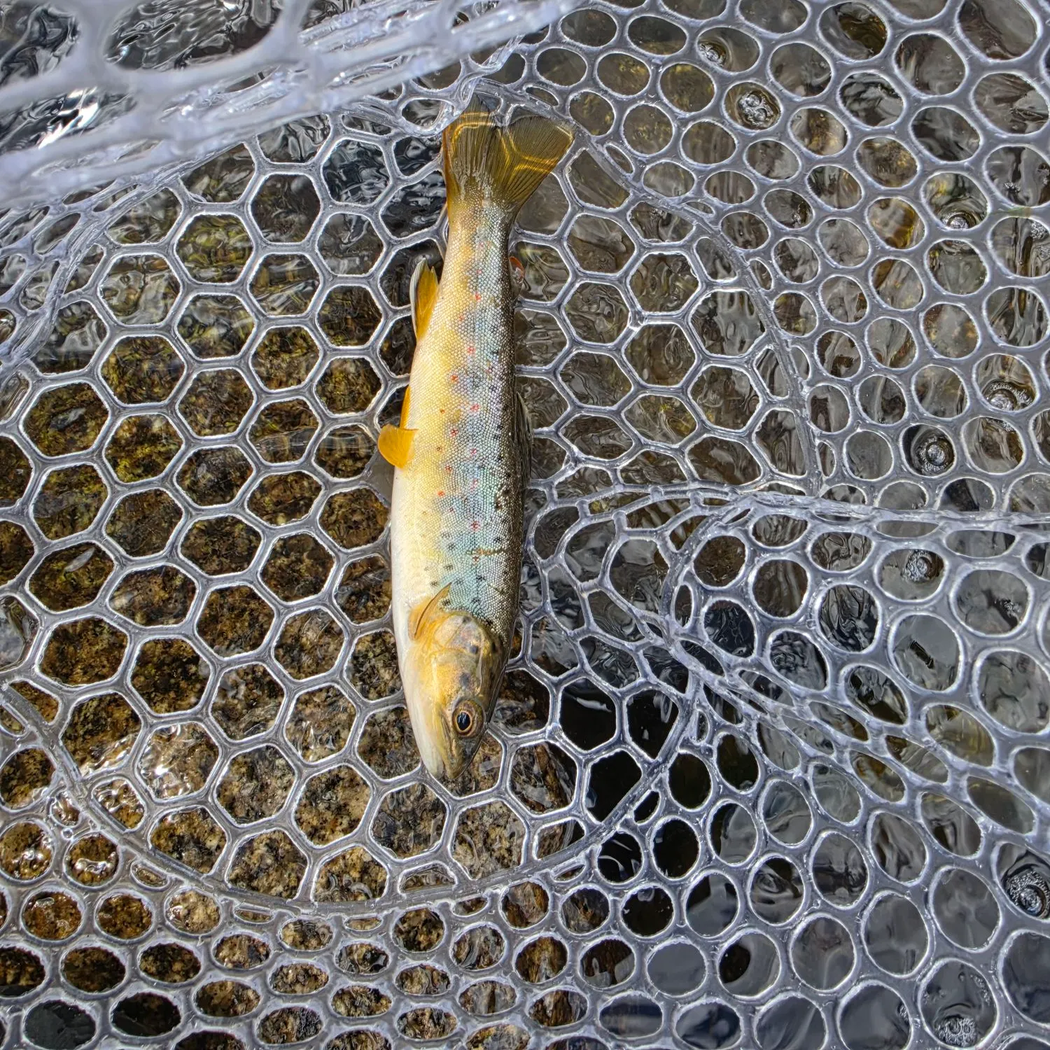 Brown trout caught on Fishbrain
