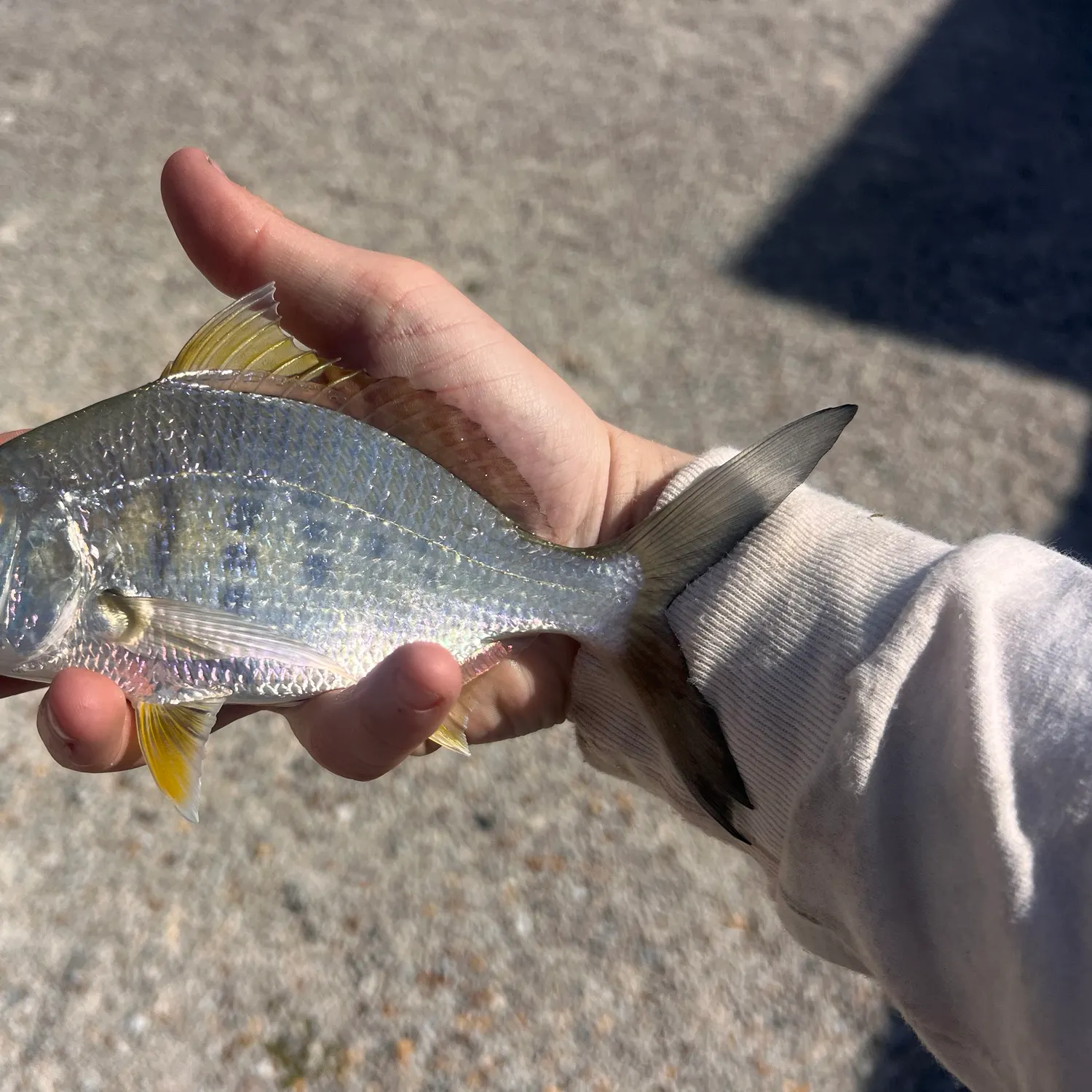The most recent Yellowfin mojarra catches on Fishbrain