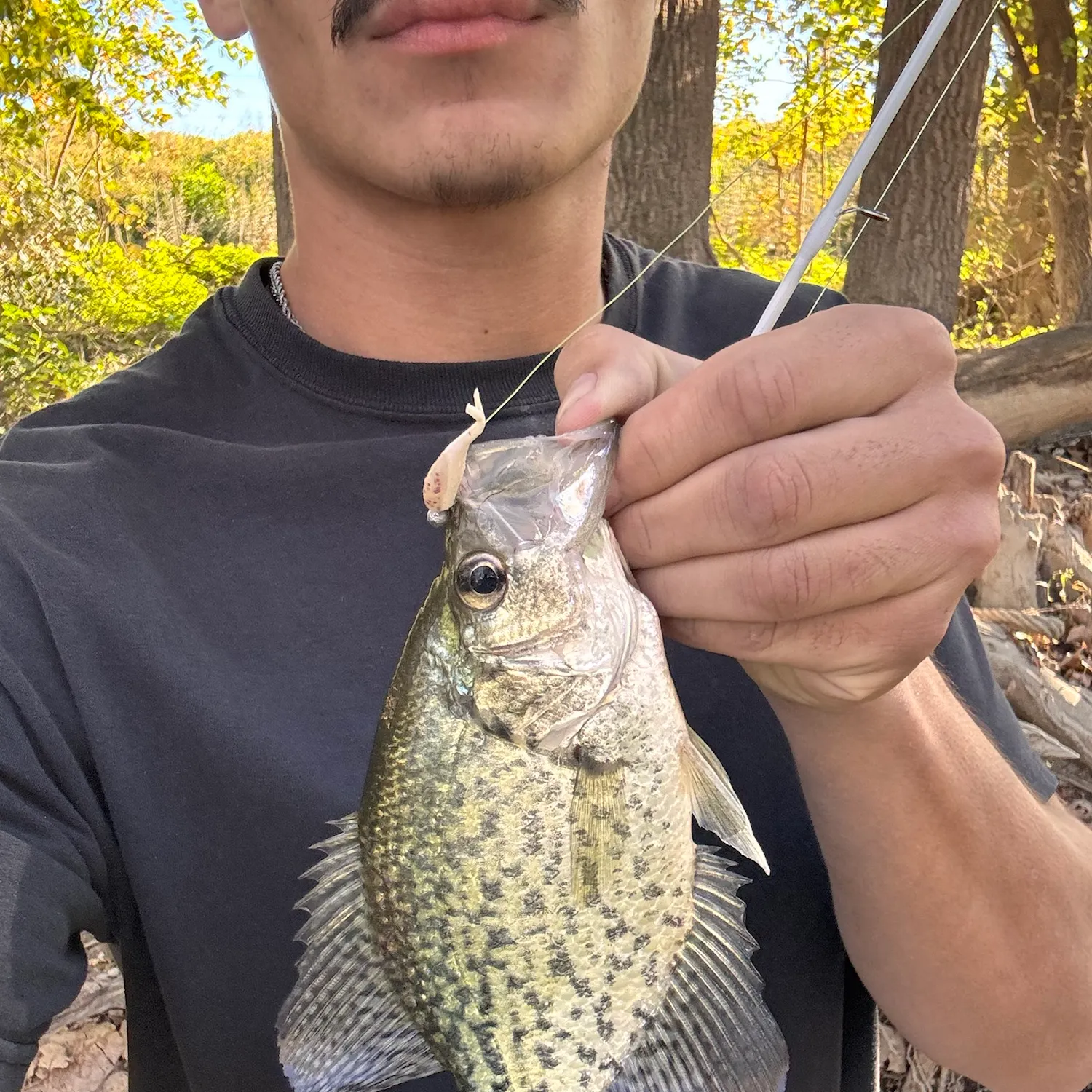 Black crappie caught on Fishbrain
