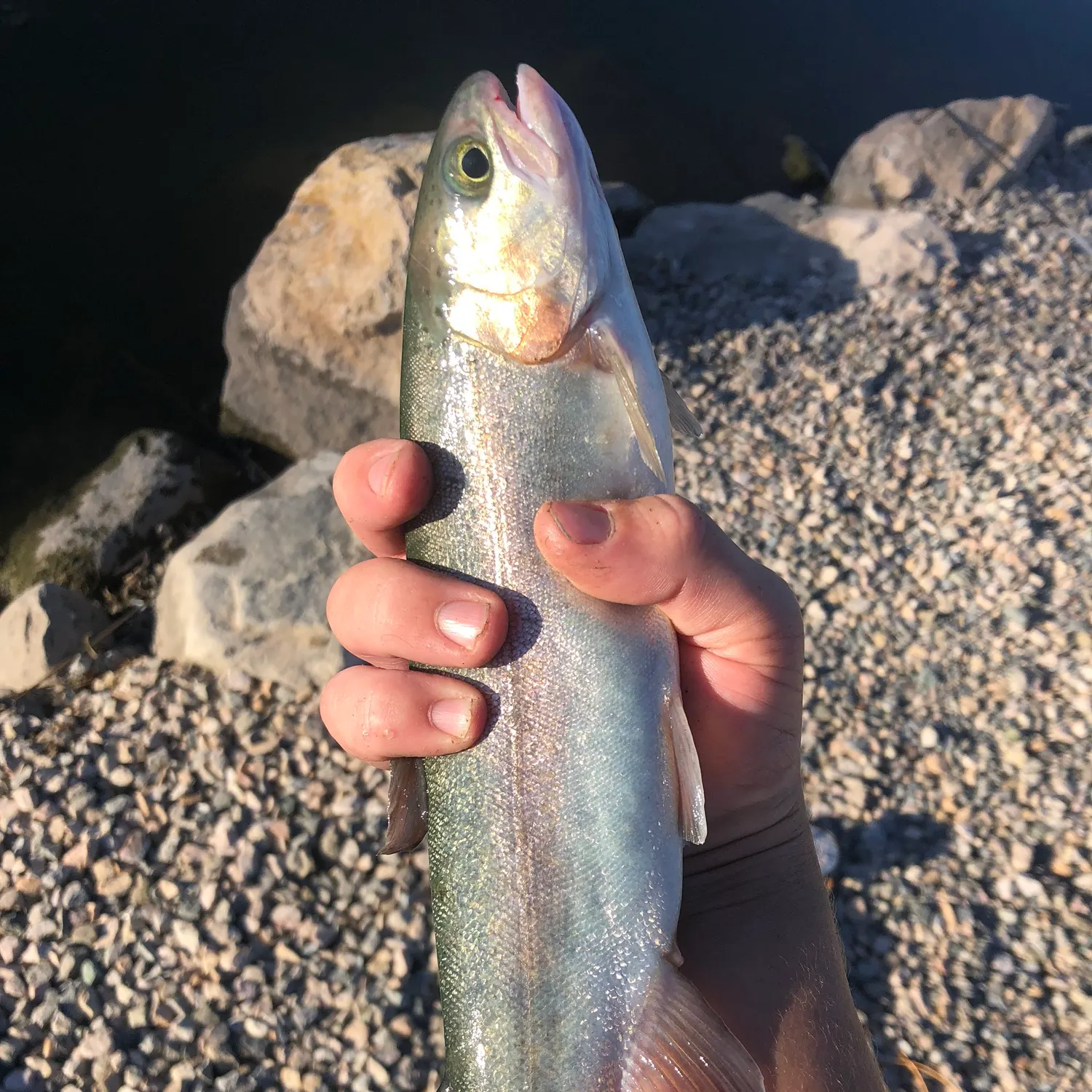 Rainbow trout caught on Fishbrain