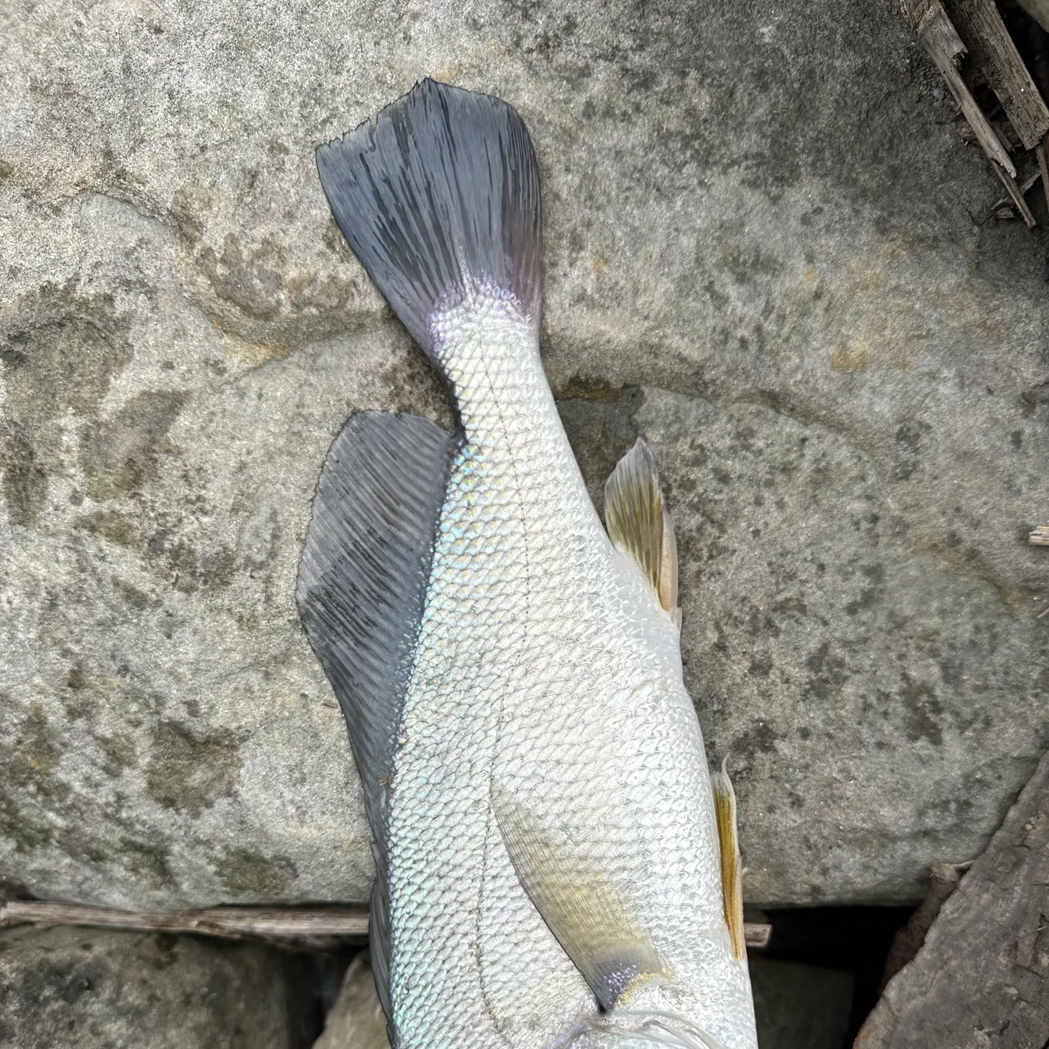 Freshwater drum caught on Fishbrain