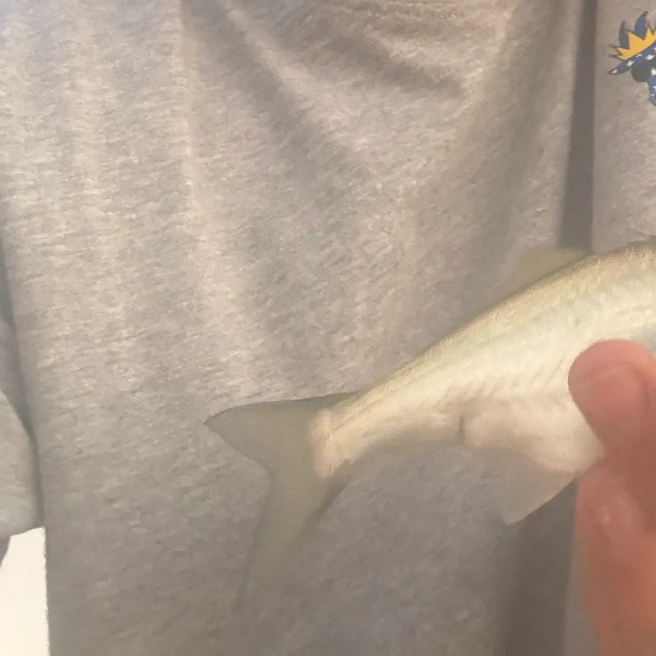 Bluefish caught on Fishbrain