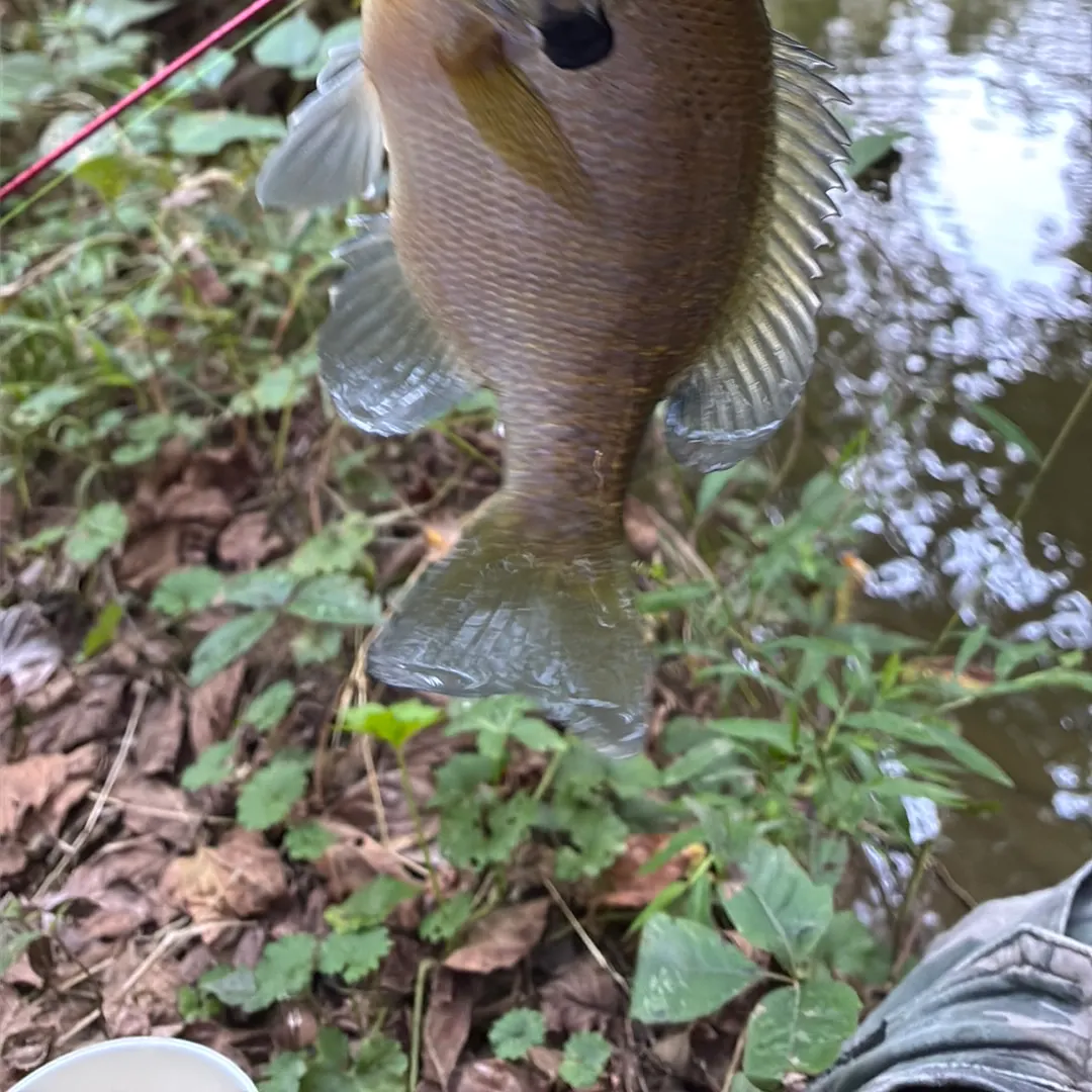 Bluegill caught on Fishbrain