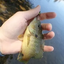 Green sunfish caught on Fishbrain