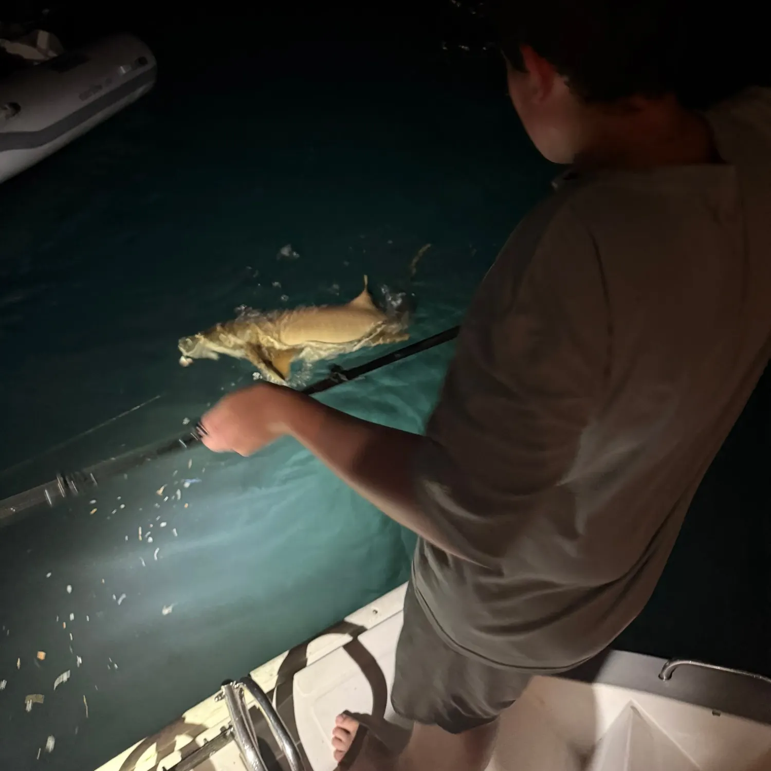 Nurse shark caught on Fishbrain