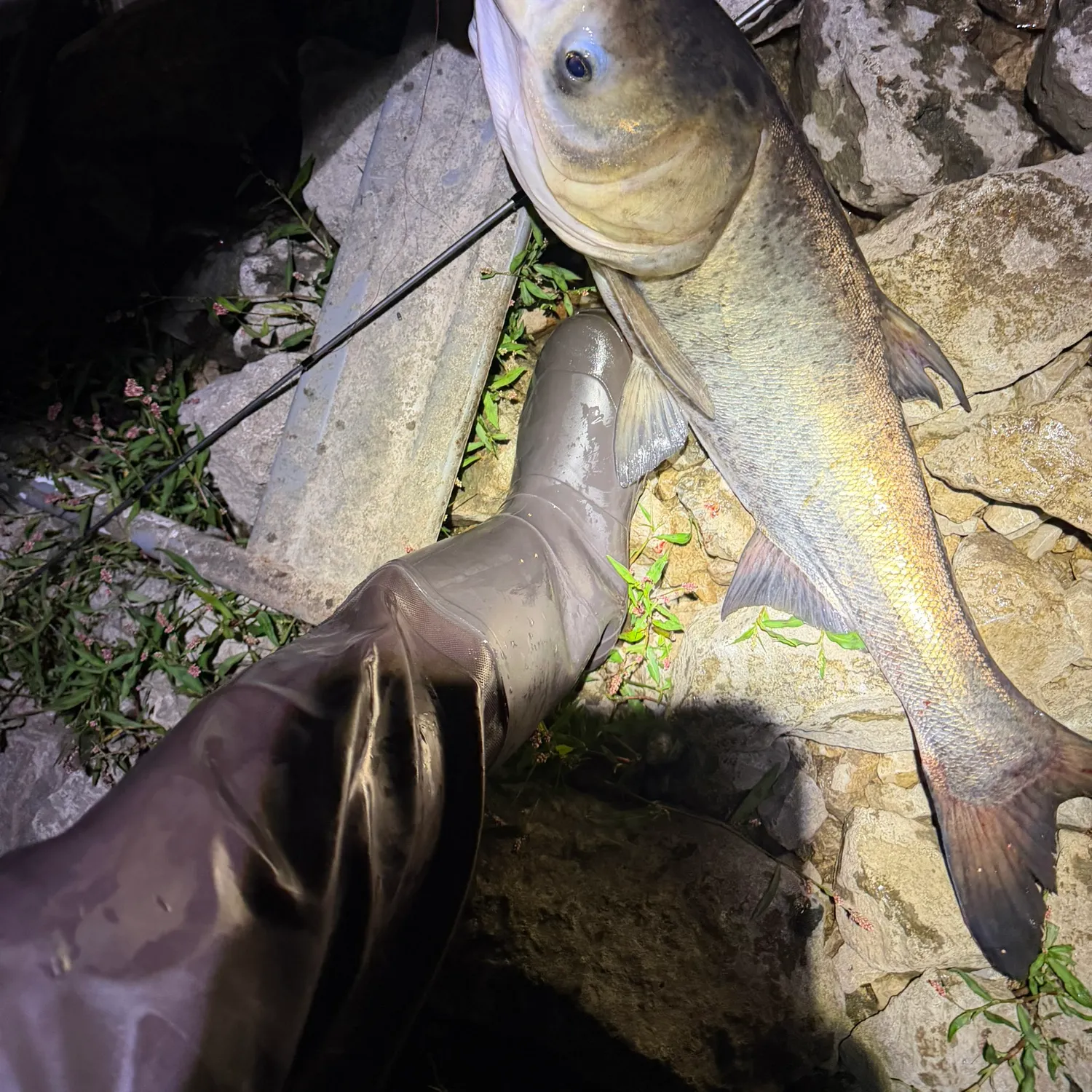 Silver carp caught on Fishbrain