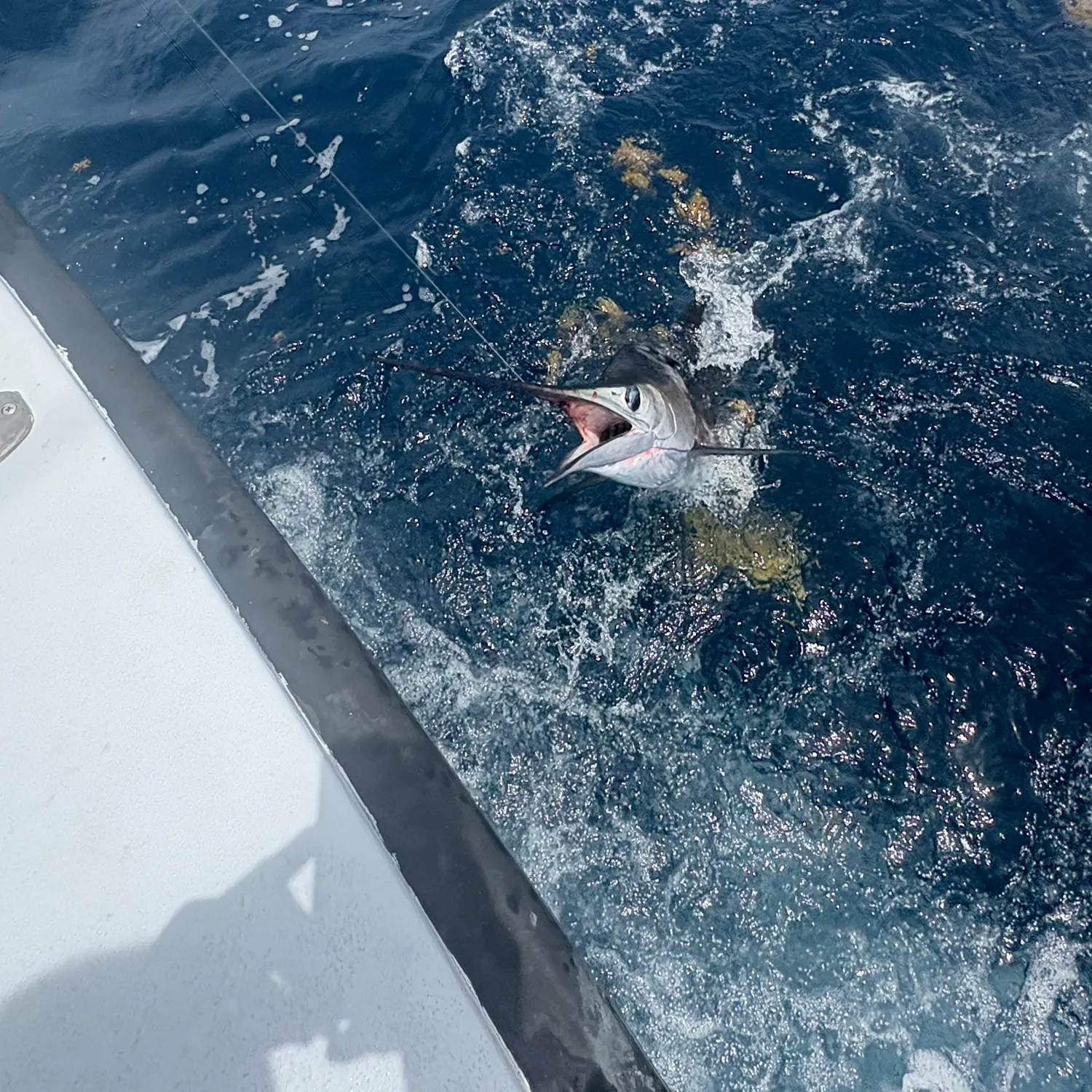 The most recent Atlantic sailfish catches on Fishbrain