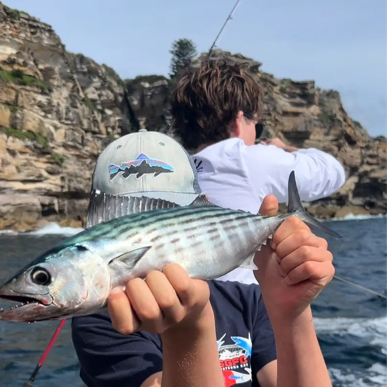 The most recent Australian bonito catches on Fishbrain