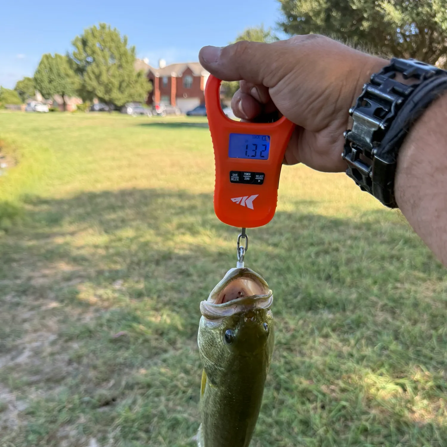 Largemouth bass caught on Fishbrain