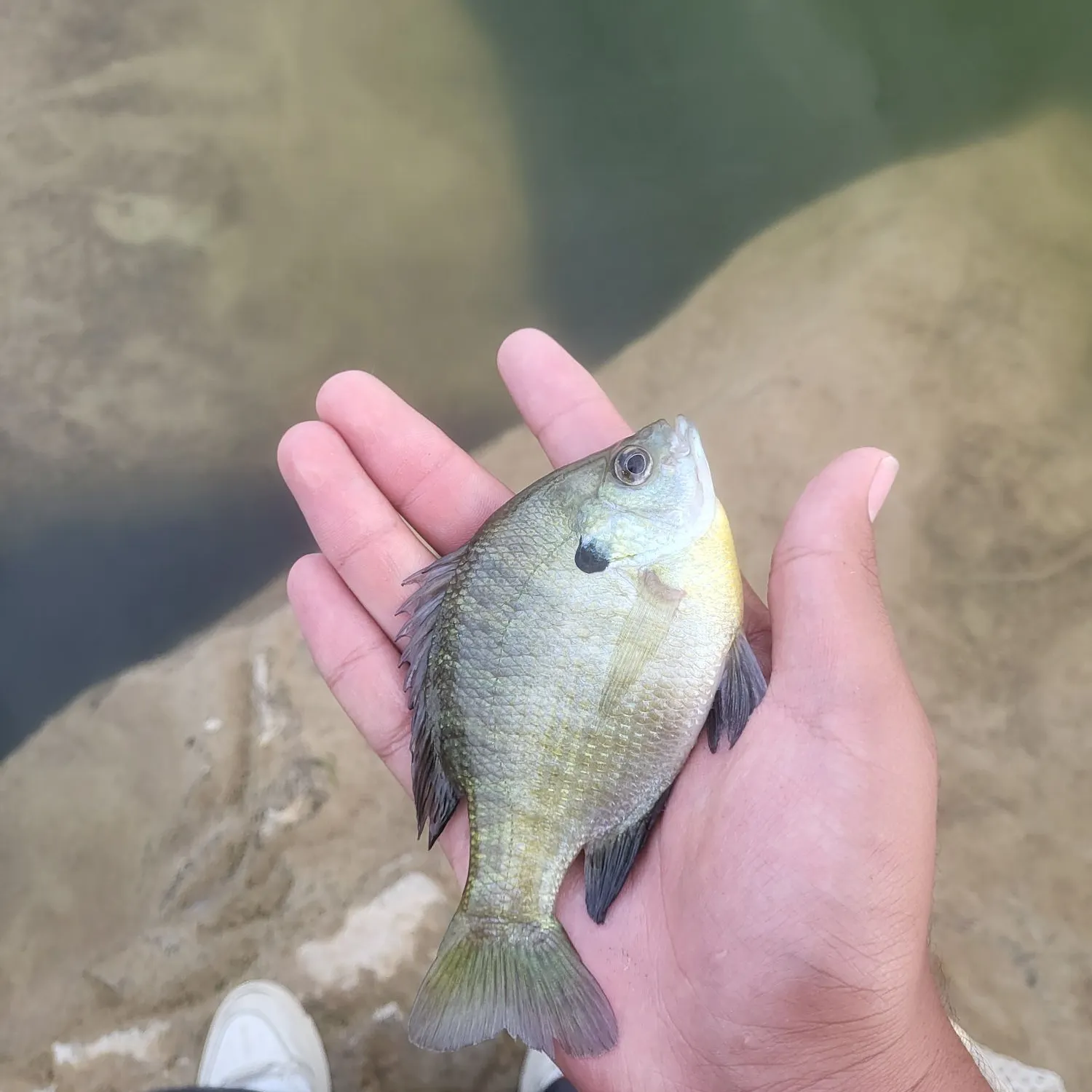 Bluegill caught on Fishbrain