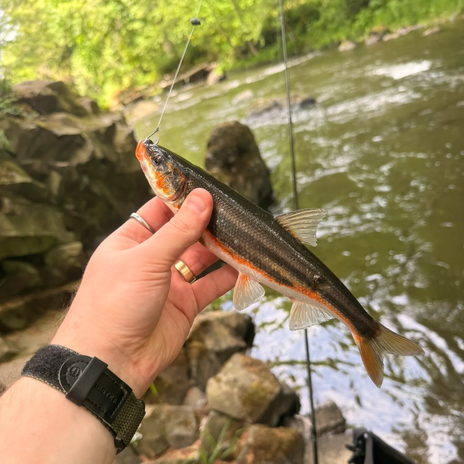 catch