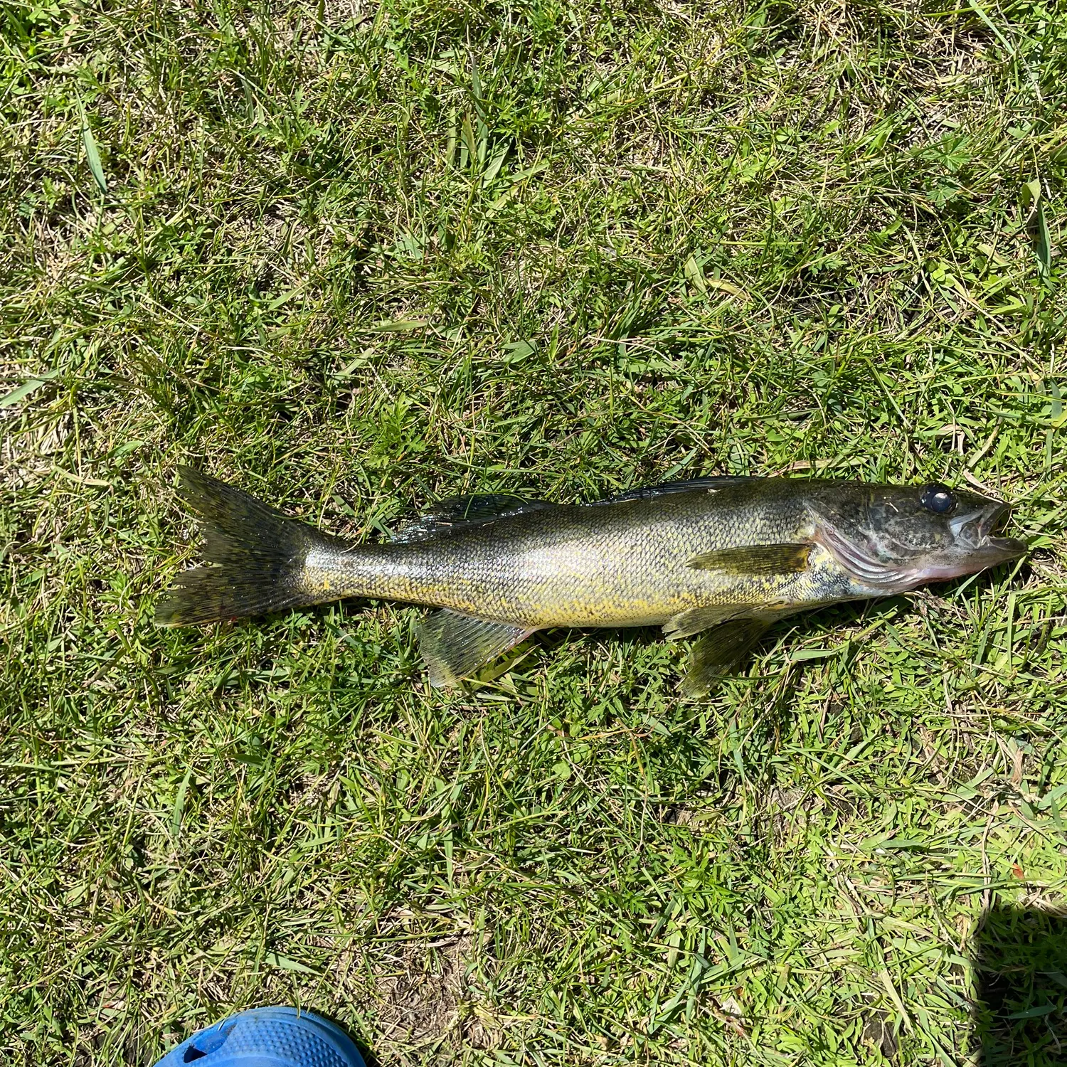 The most recent Walleye catches on Fishbrain