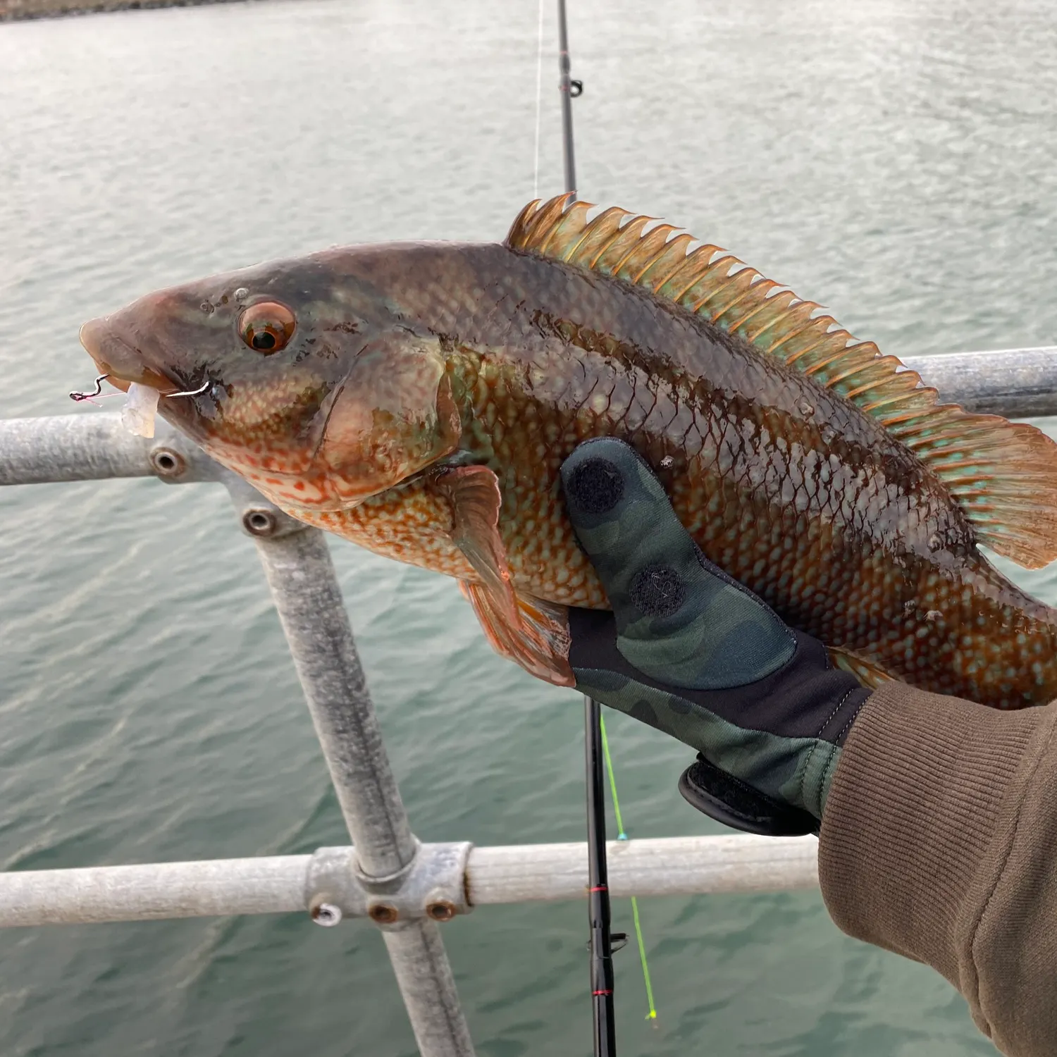 The most recent Ballan wrasse catches on Fishbrain