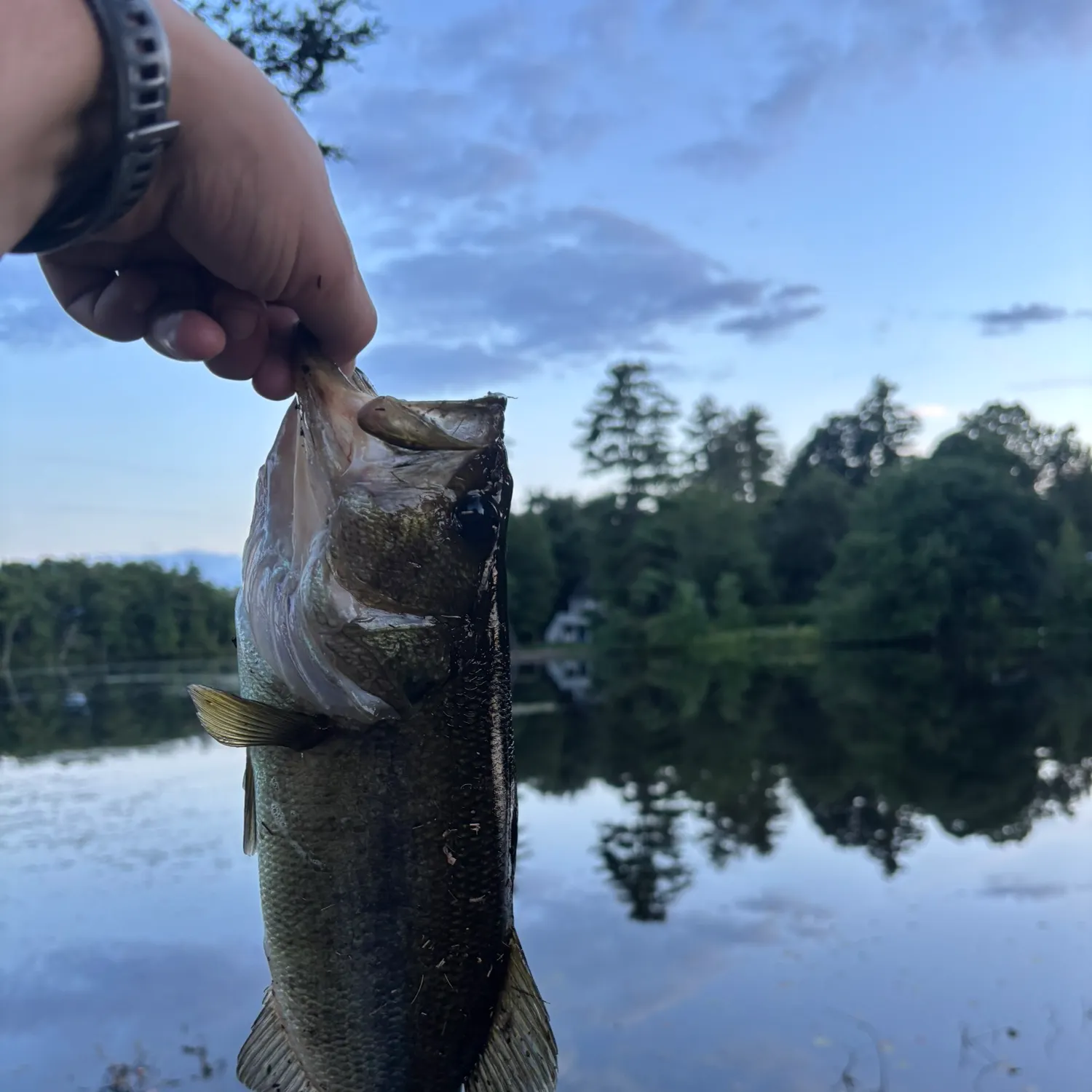 Largemouth bass caught on Fishbrain