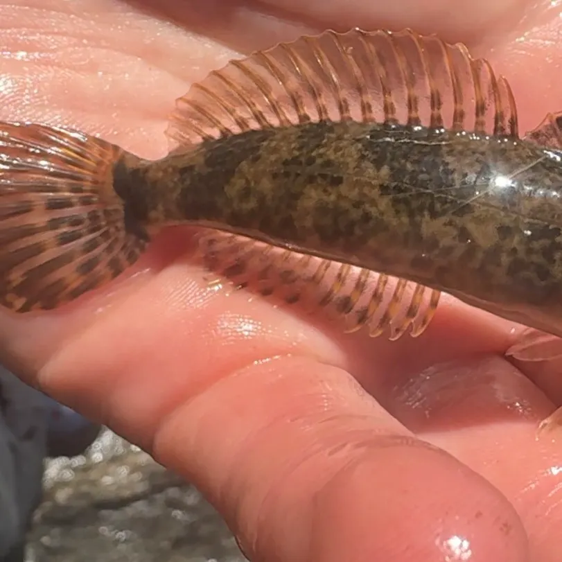 The most recent Mottled sculpin catches on Fishbrain