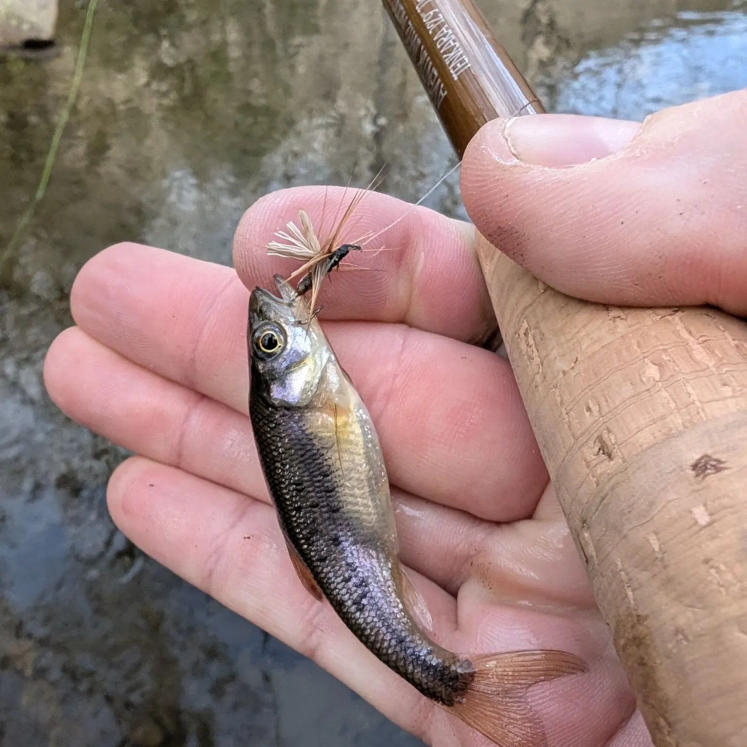 The most recent Rosyside dace catches on Fishbrain