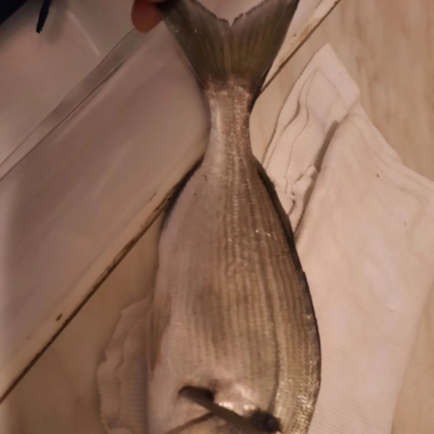 The most recent Gilthead seabream catches on Fishbrain