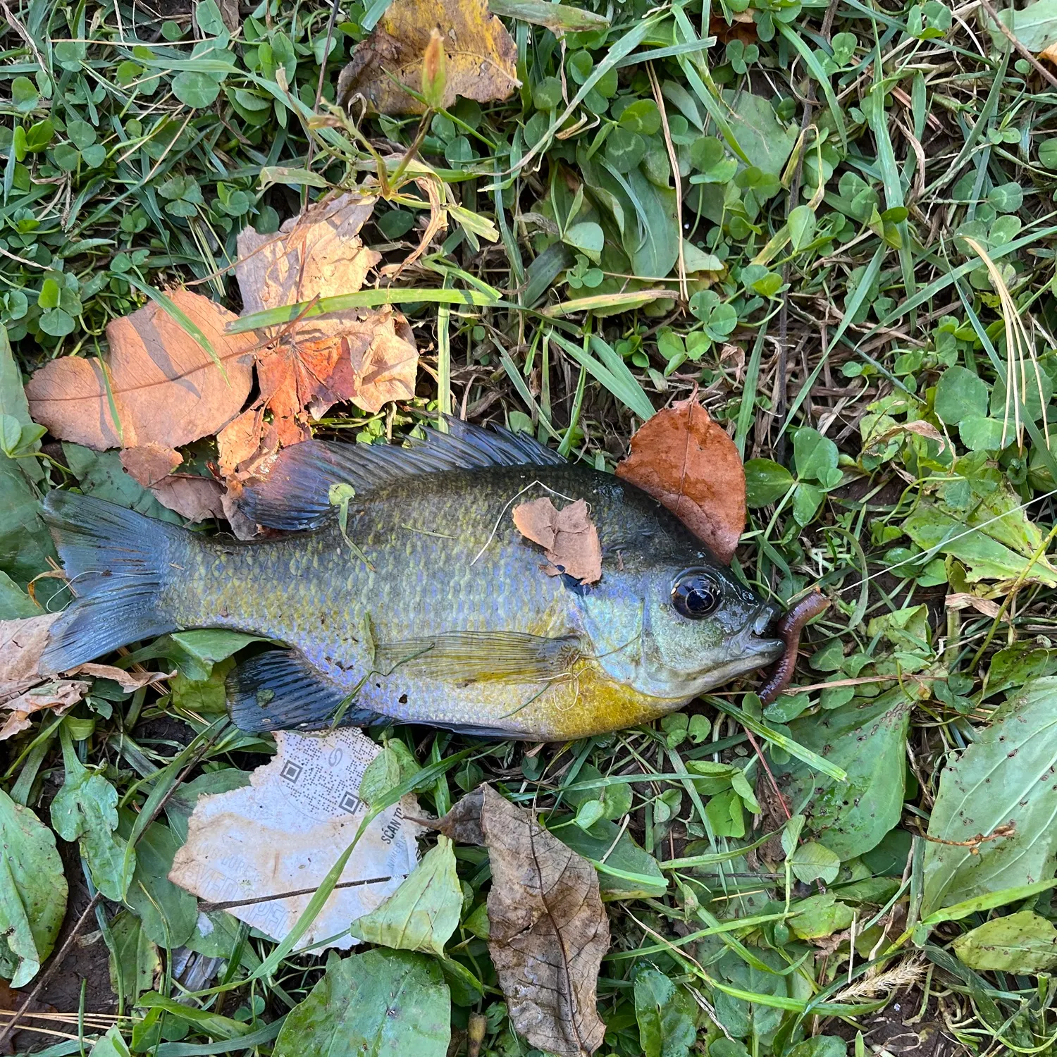 Bluegill caught on Fishbrain