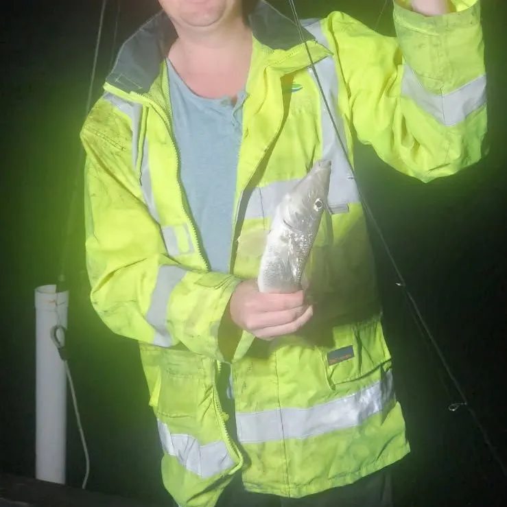 The most recent Sand sillago catches on Fishbrain