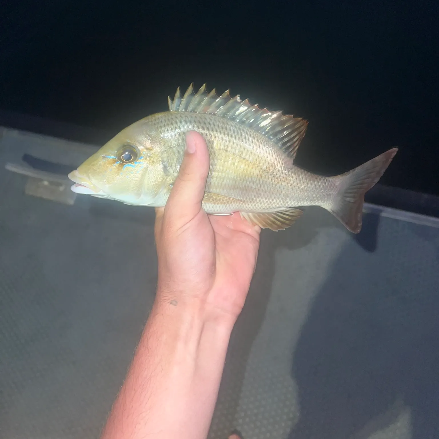 The most recent Grass emperor catches on Fishbrain