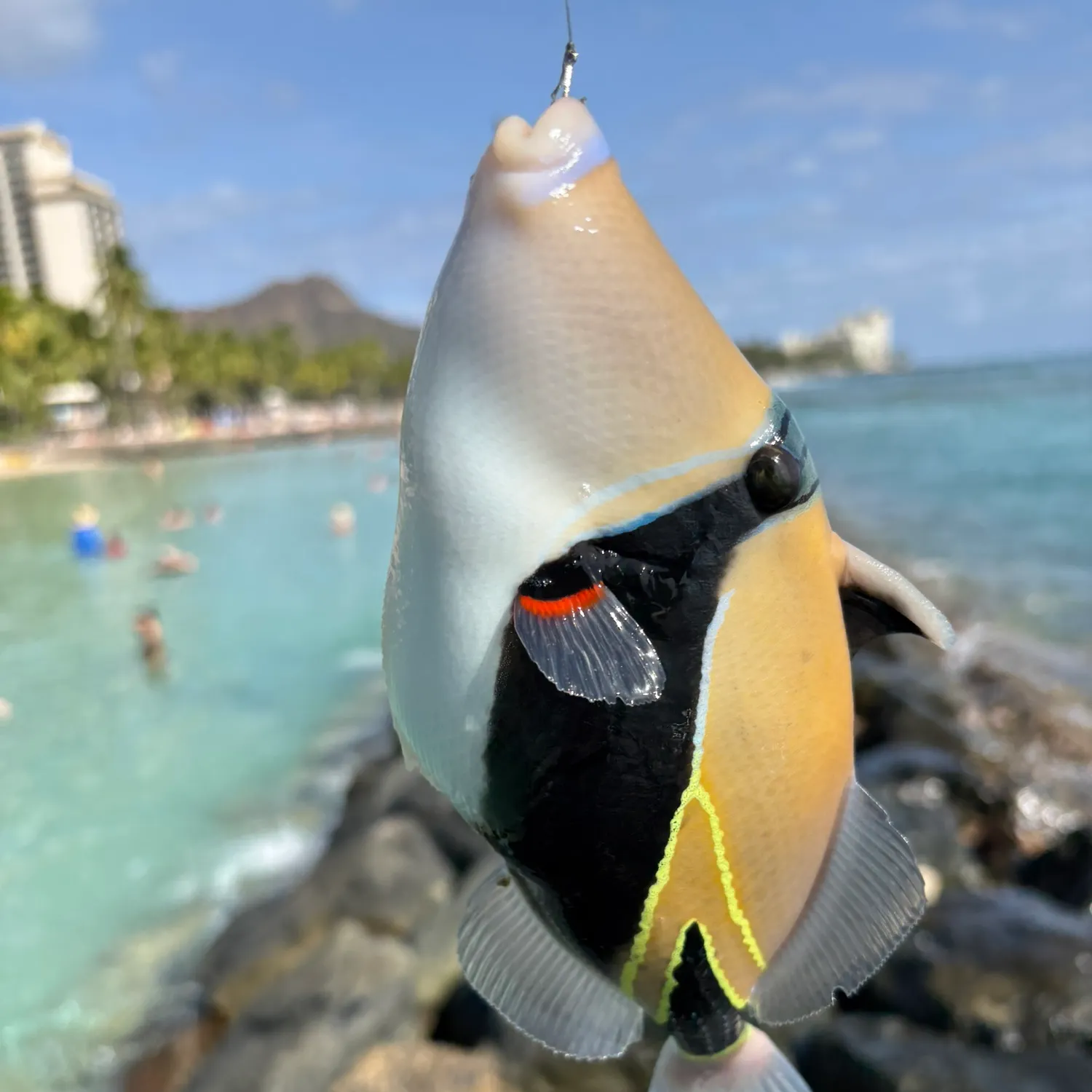 most liked catch image