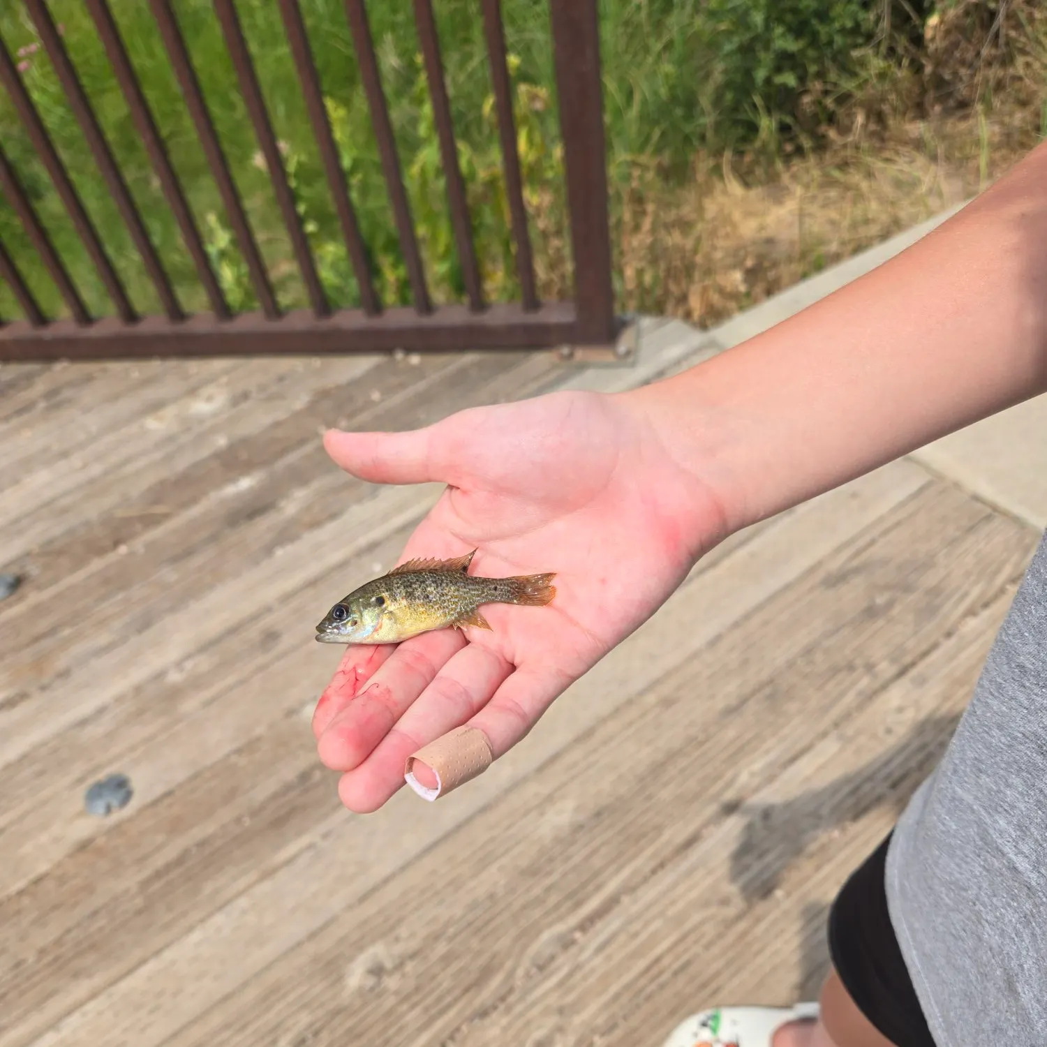 Green sunfish caught on Fishbrain