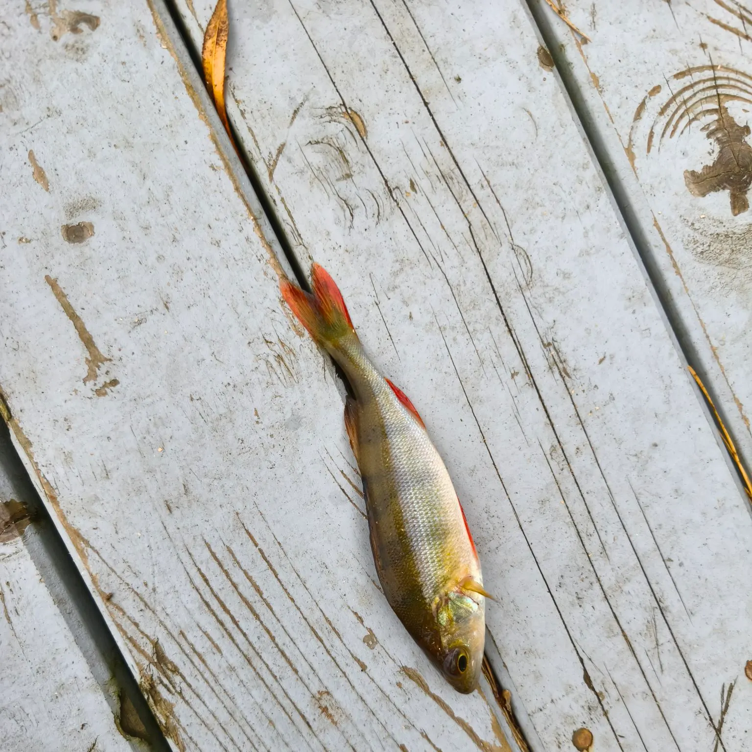 European perch caught on Fishbrain