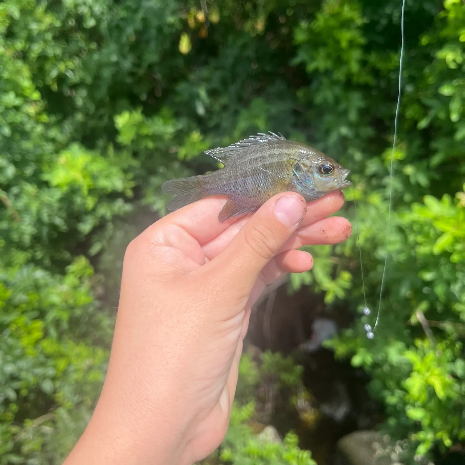 The most recent Spotted sunfish catches on Fishbrain