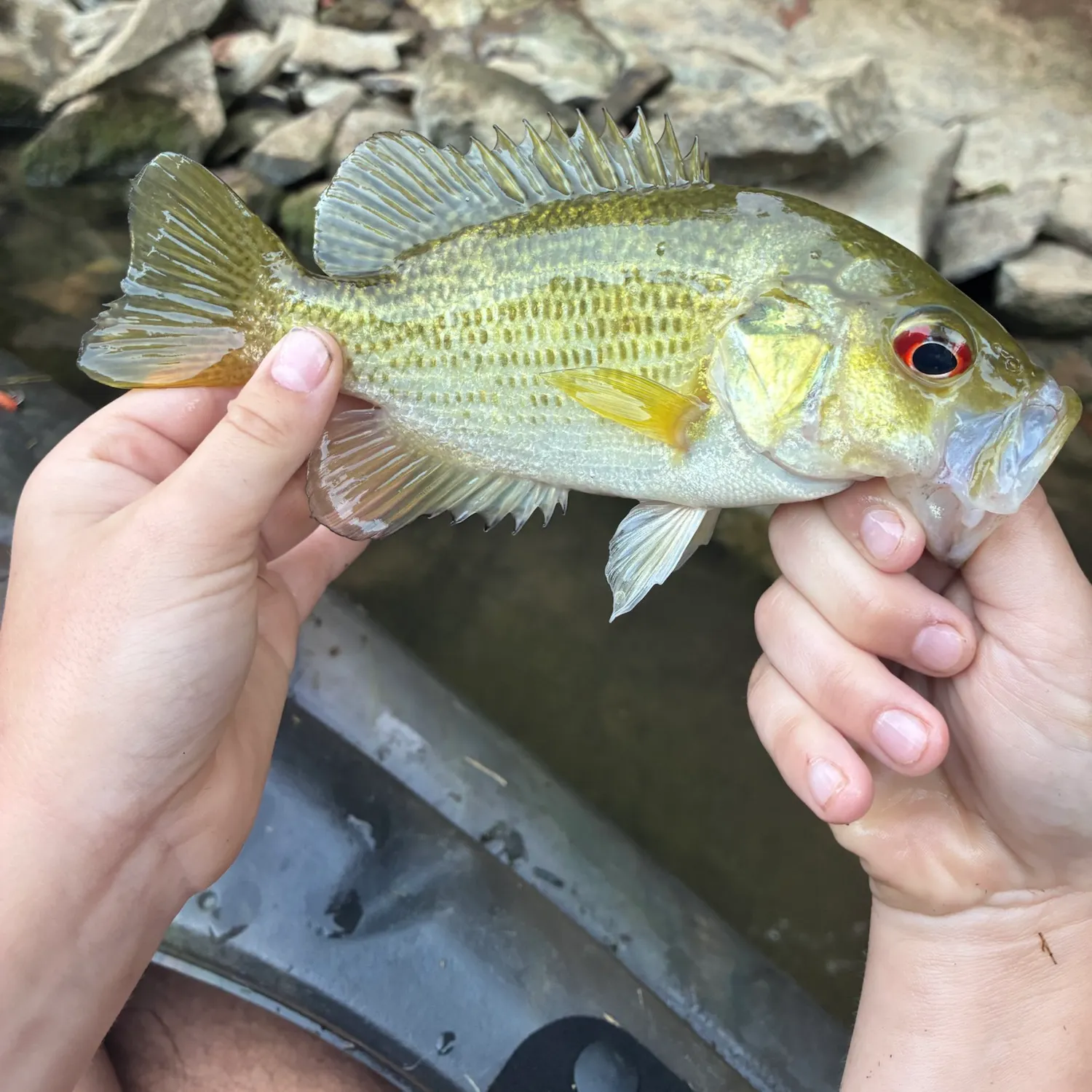Rock bass caught on Fishbrain