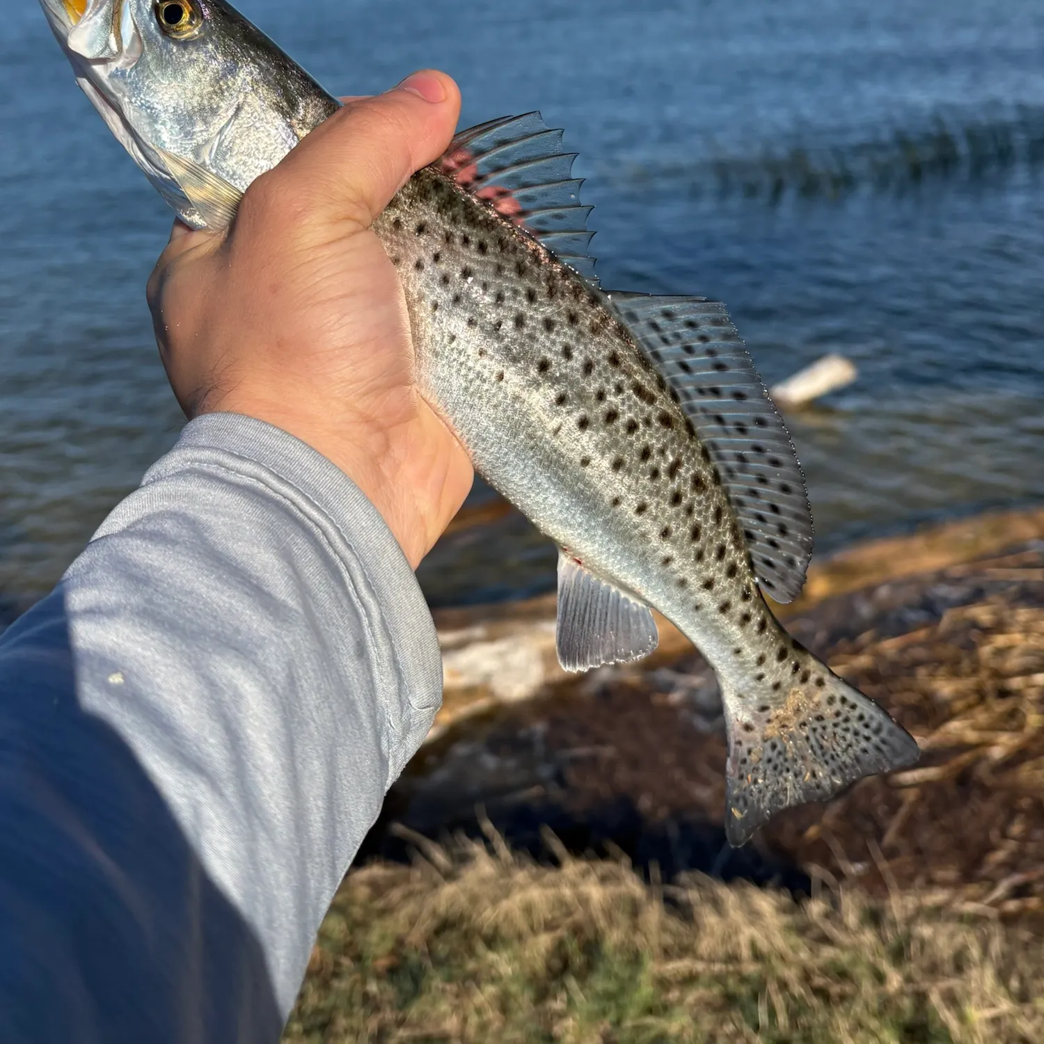 Spotted seatrout caught on Fishbrain
