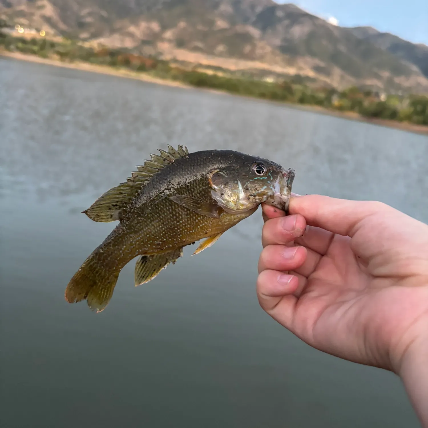 Green sunfish caught on Fishbrain
