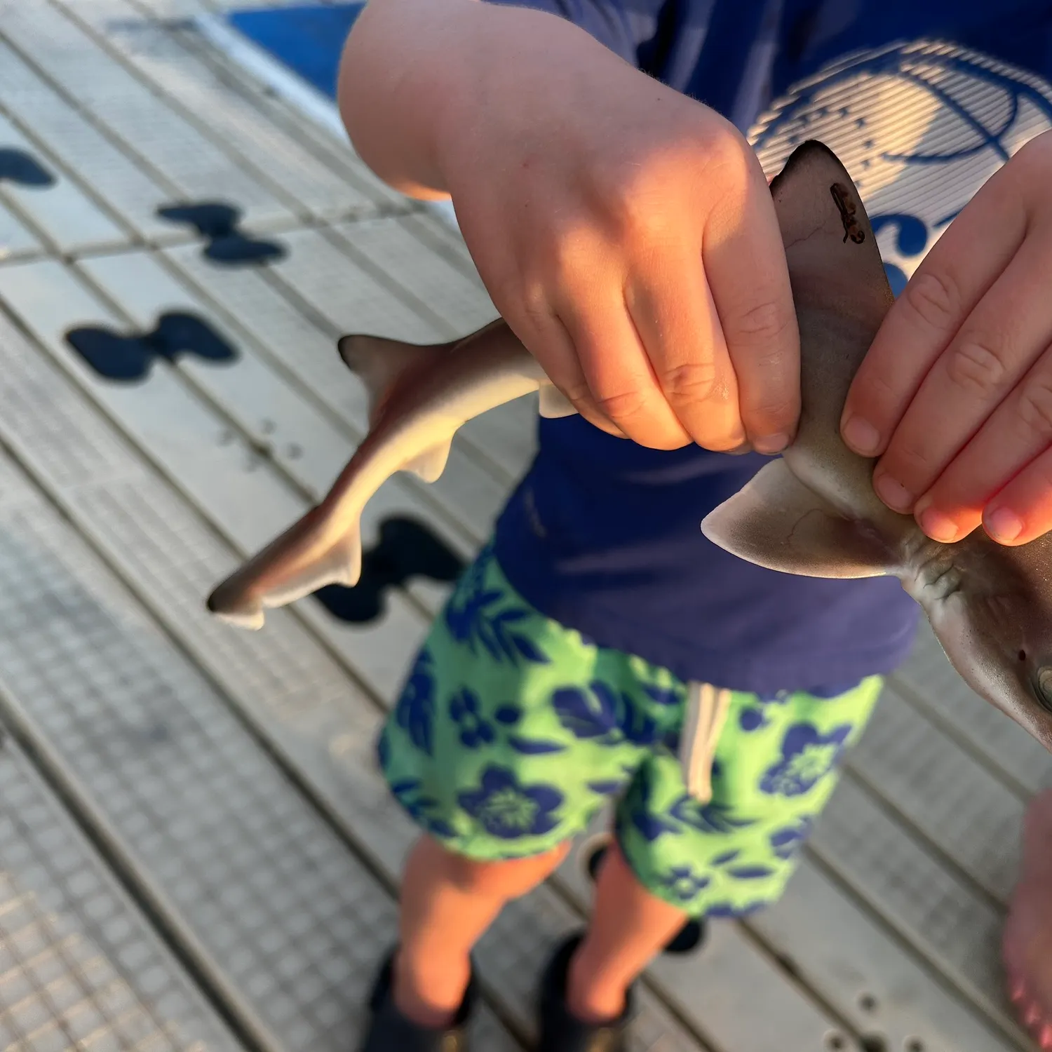 Piked dogfish caught on Fishbrain