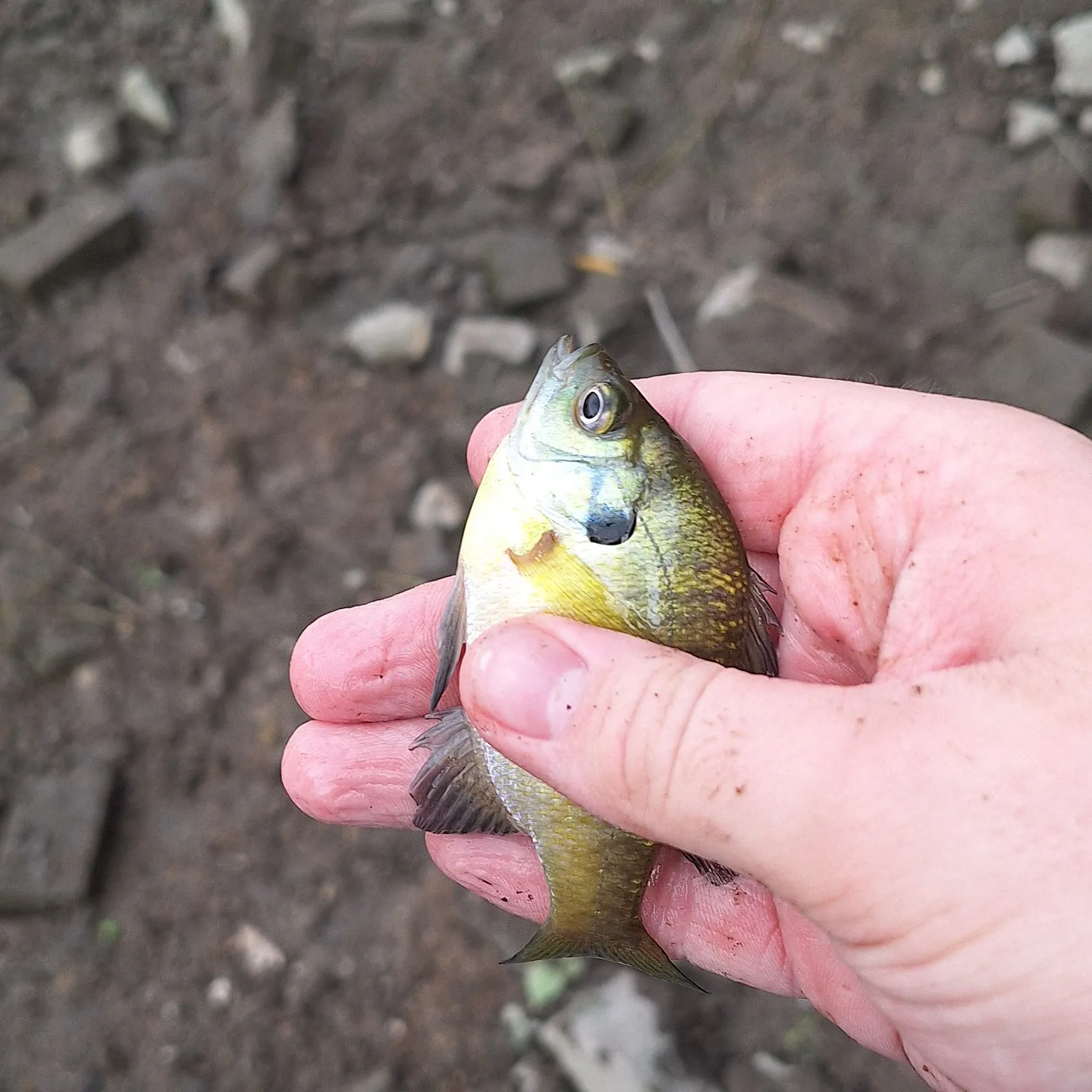 Bluegill caught on Fishbrain