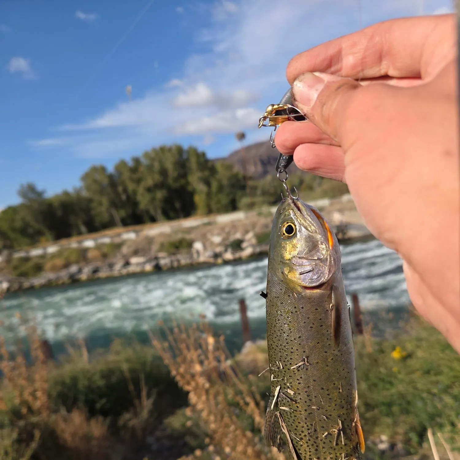 Cutthroat trout caught on Fishbrain