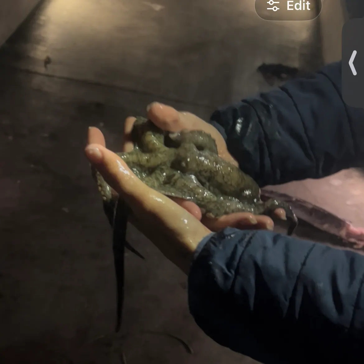 The most recent California two-spot octopus catches on Fishbrain