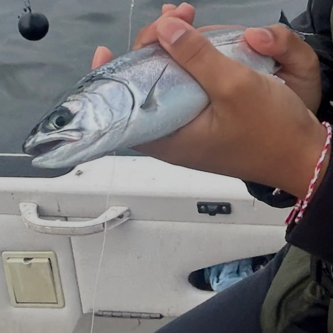 The most recent Coho salmon catches on Fishbrain