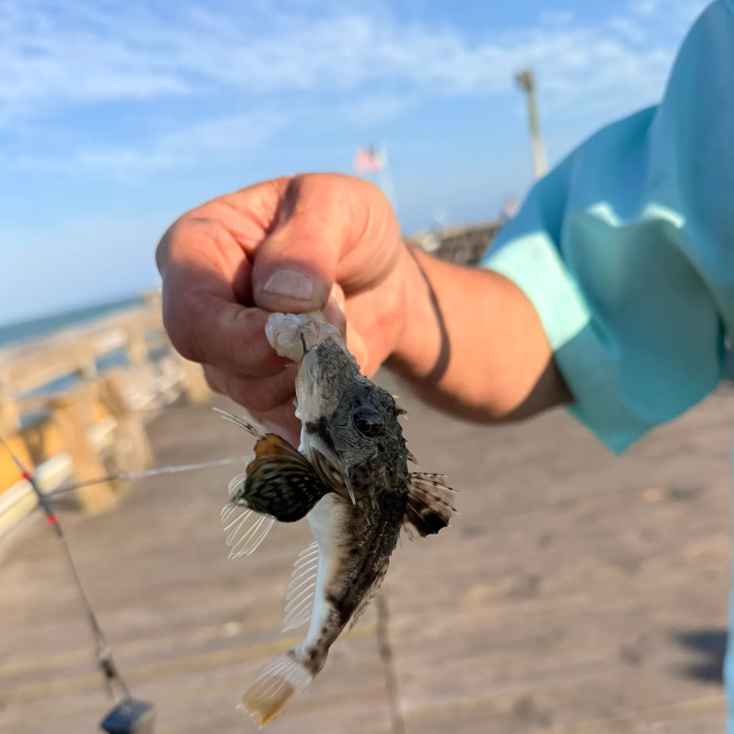 The most recent Blackwing searobin catches on Fishbrain