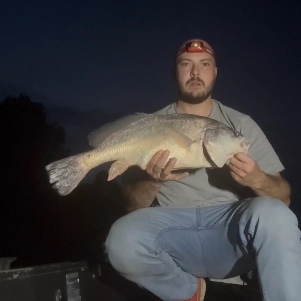 Freshwater drum caught on Fishbrain