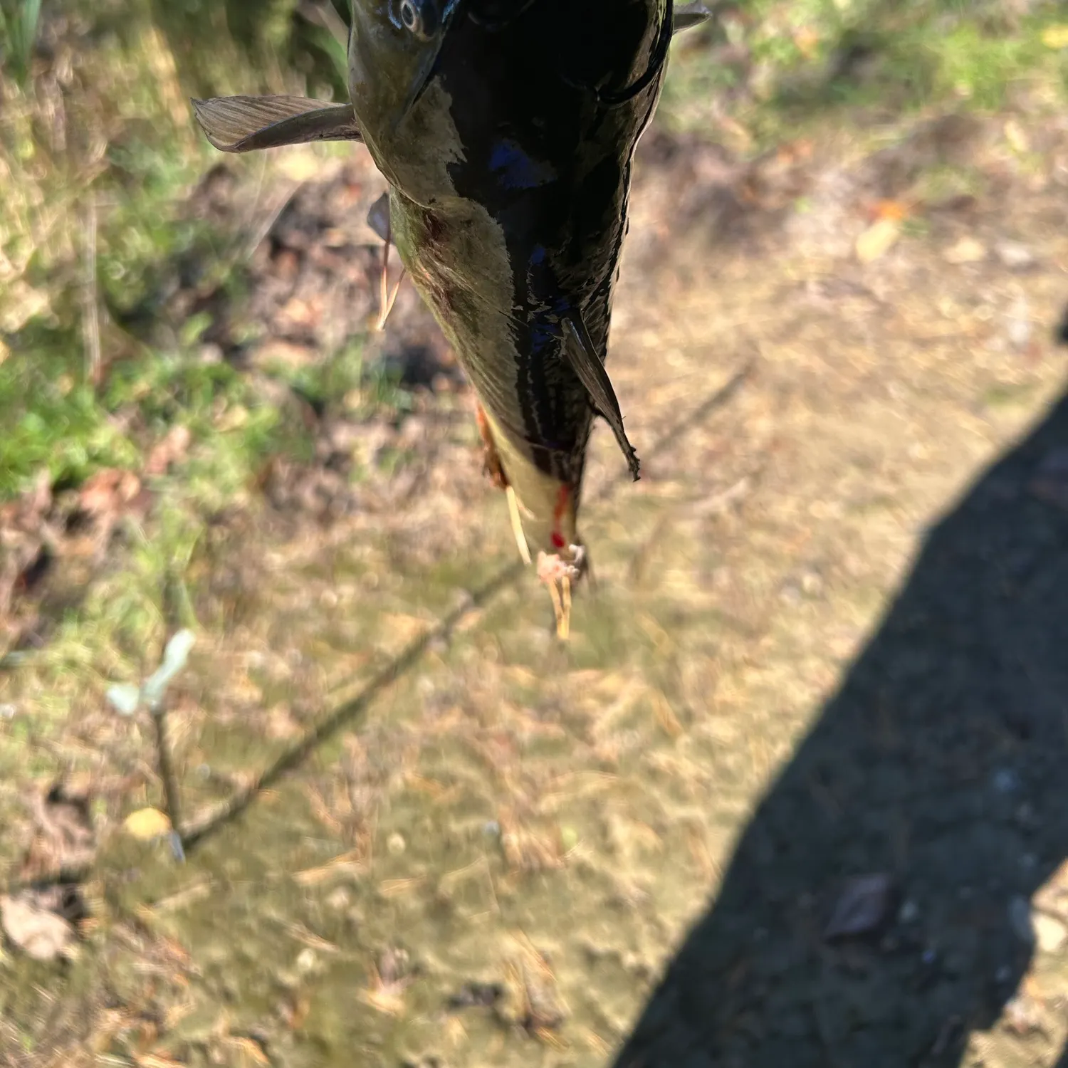 Brown bullhead caught on Fishbrain