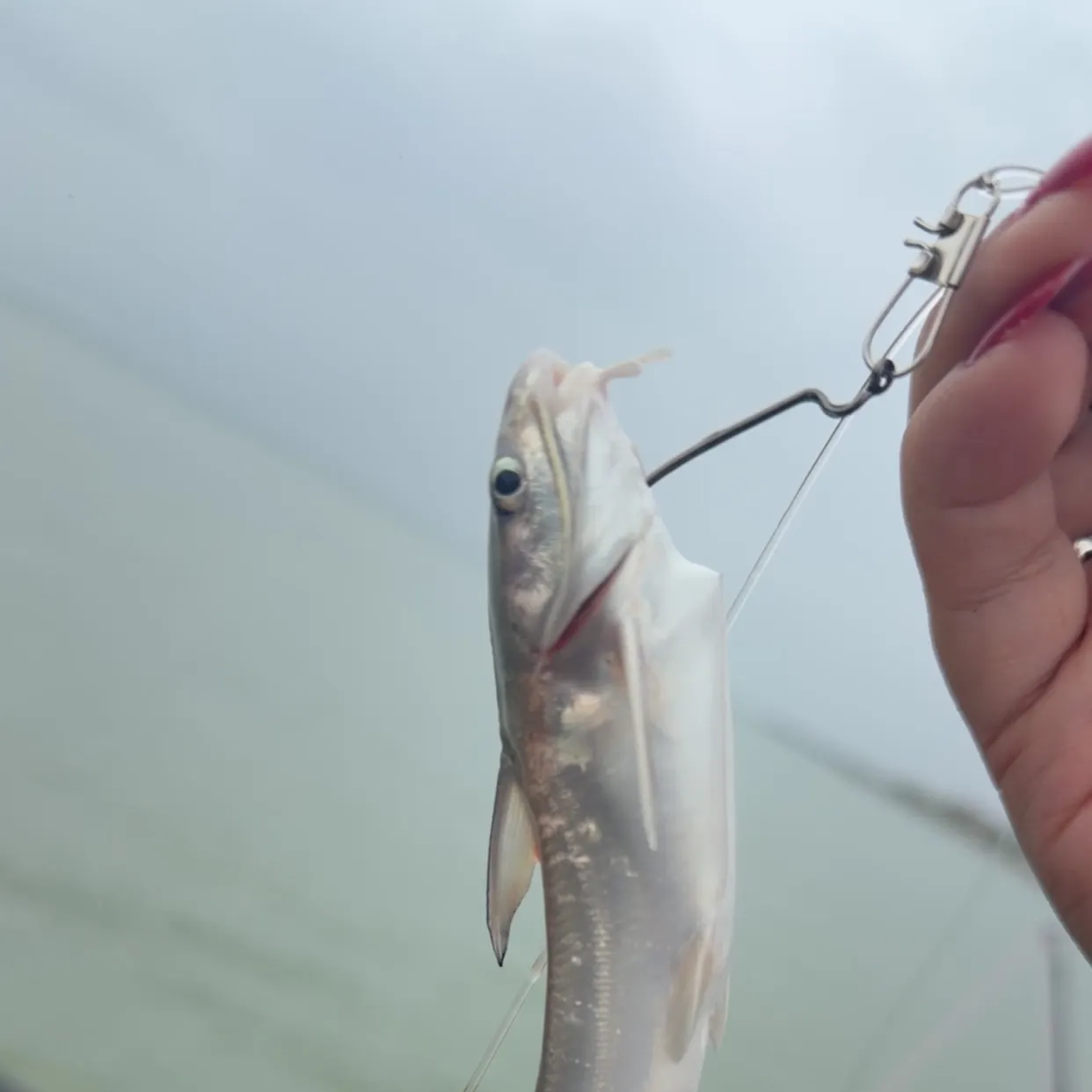 Hardhead sea catfish caught on Fishbrain