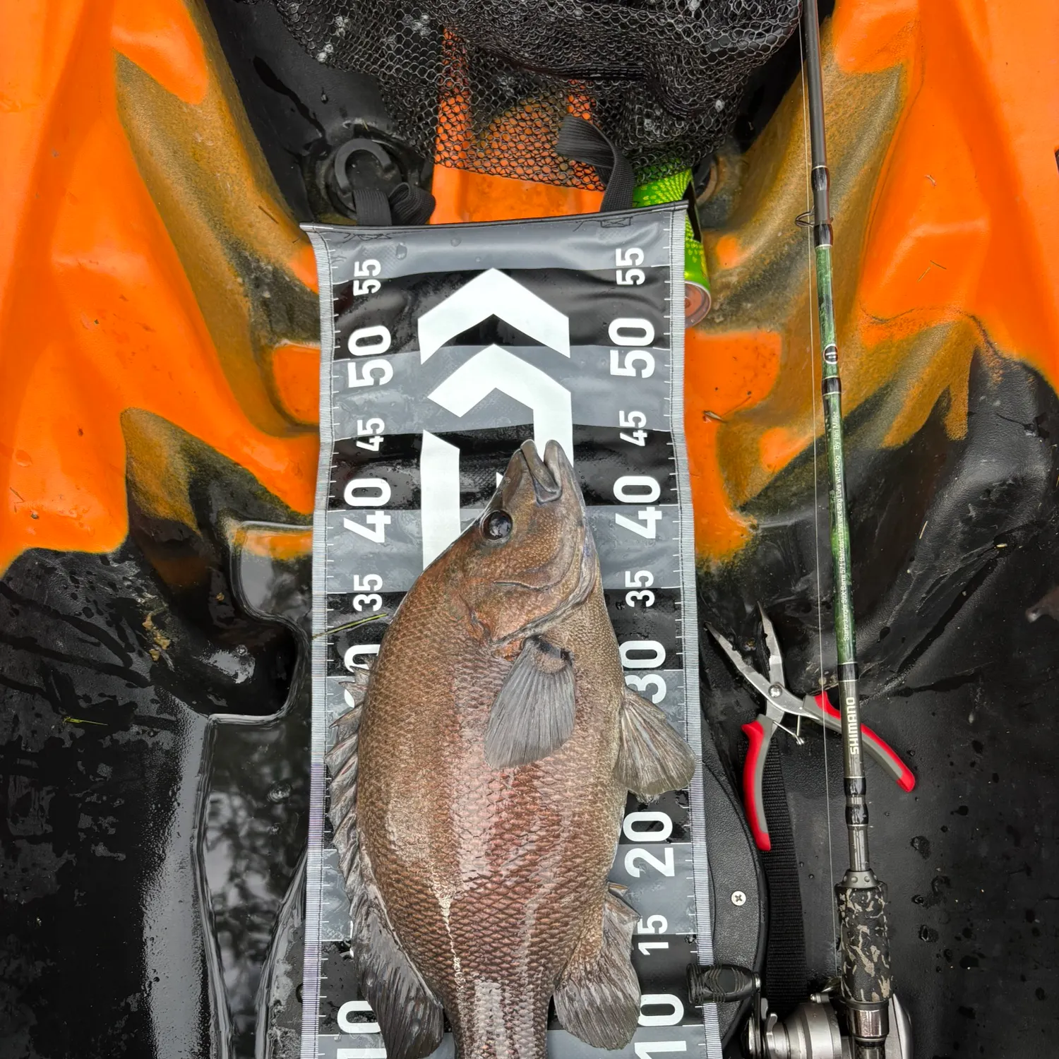 The most recent Sooty grunter catches on Fishbrain