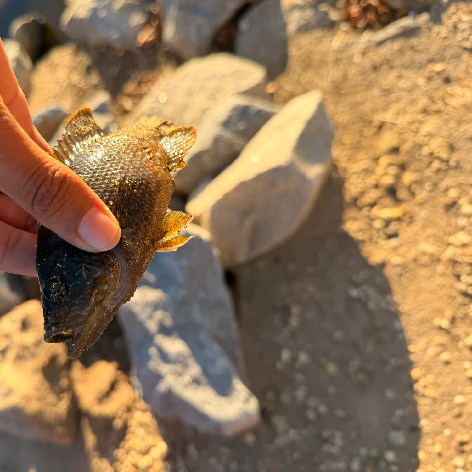 Green sunfish caught on Fishbrain