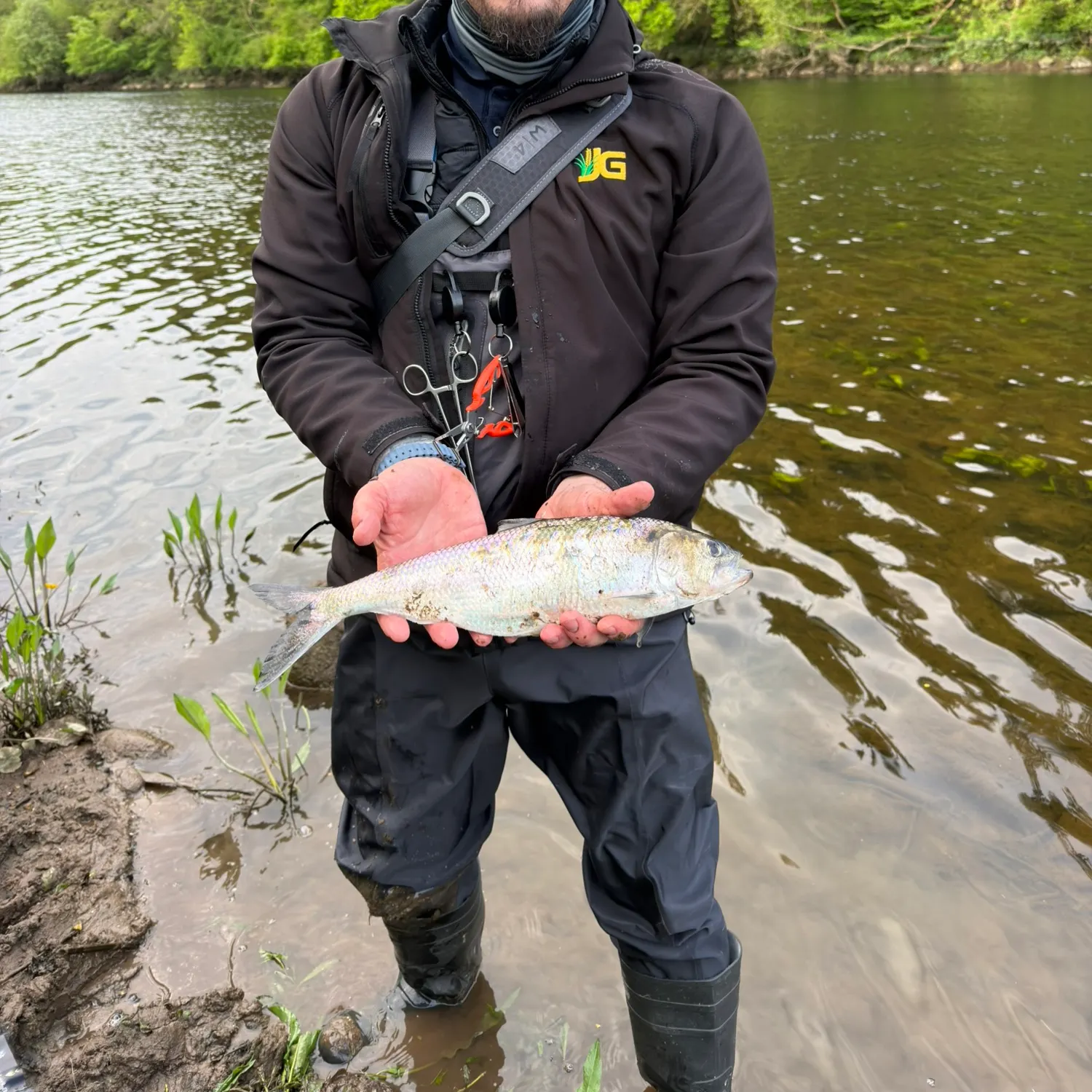 The most recent Twait shad catches on Fishbrain