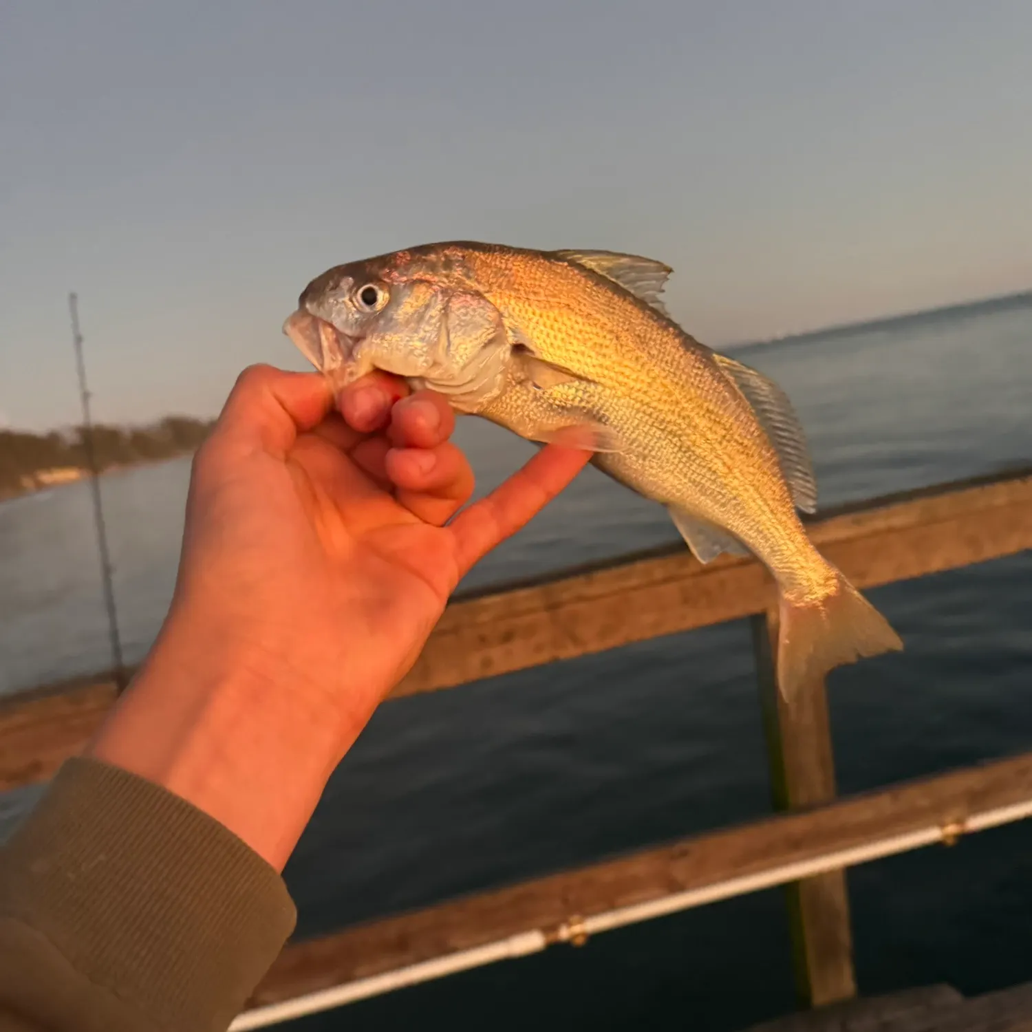 The most recent White croaker catches on Fishbrain