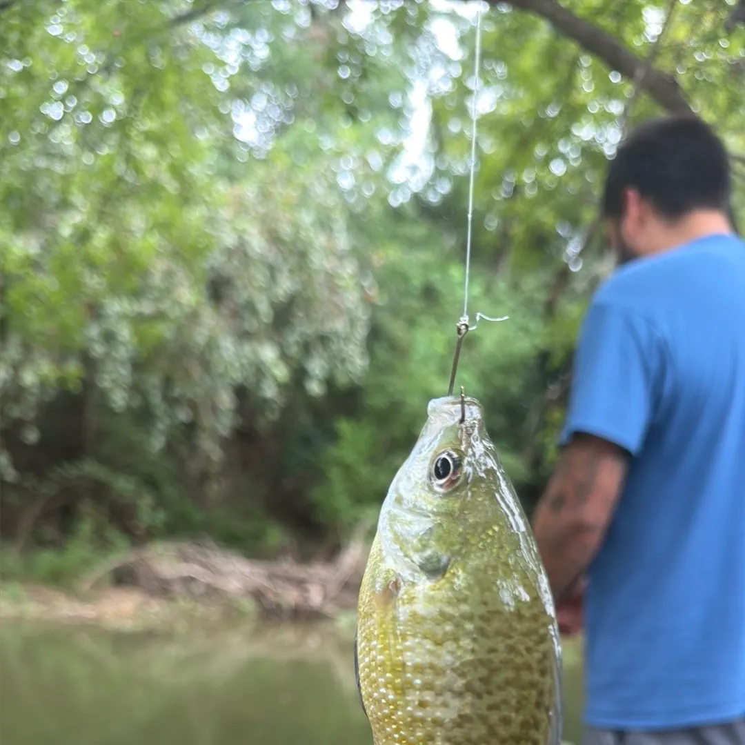 Bluegill caught on Fishbrain