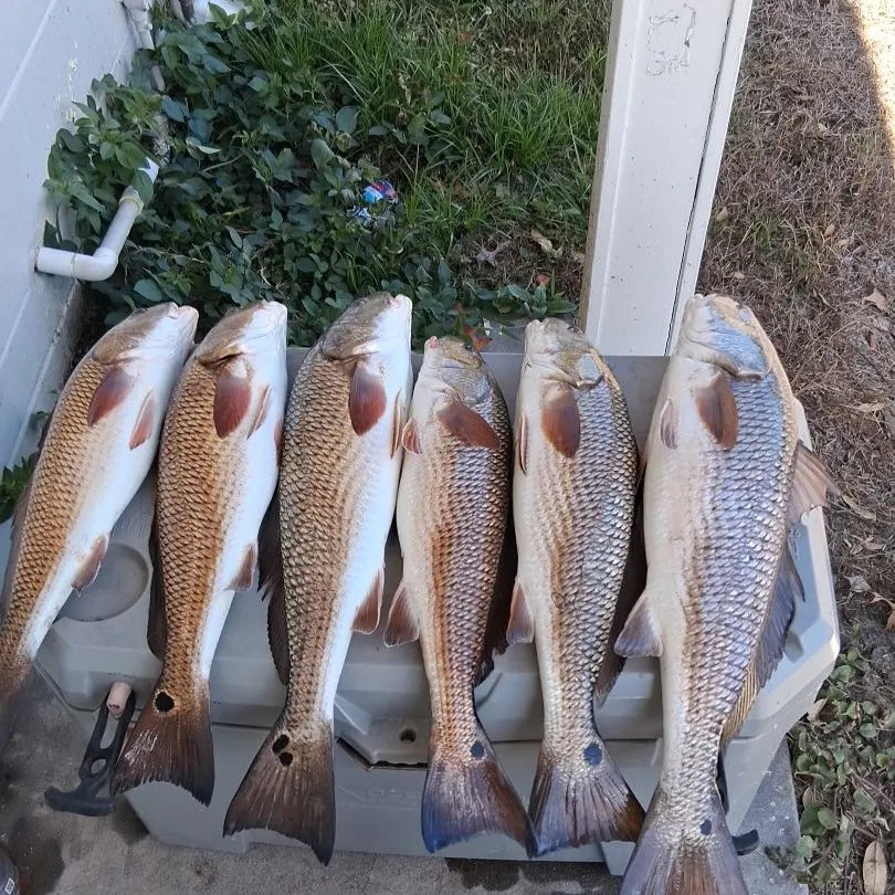 The most recent Red drum catches on Fishbrain