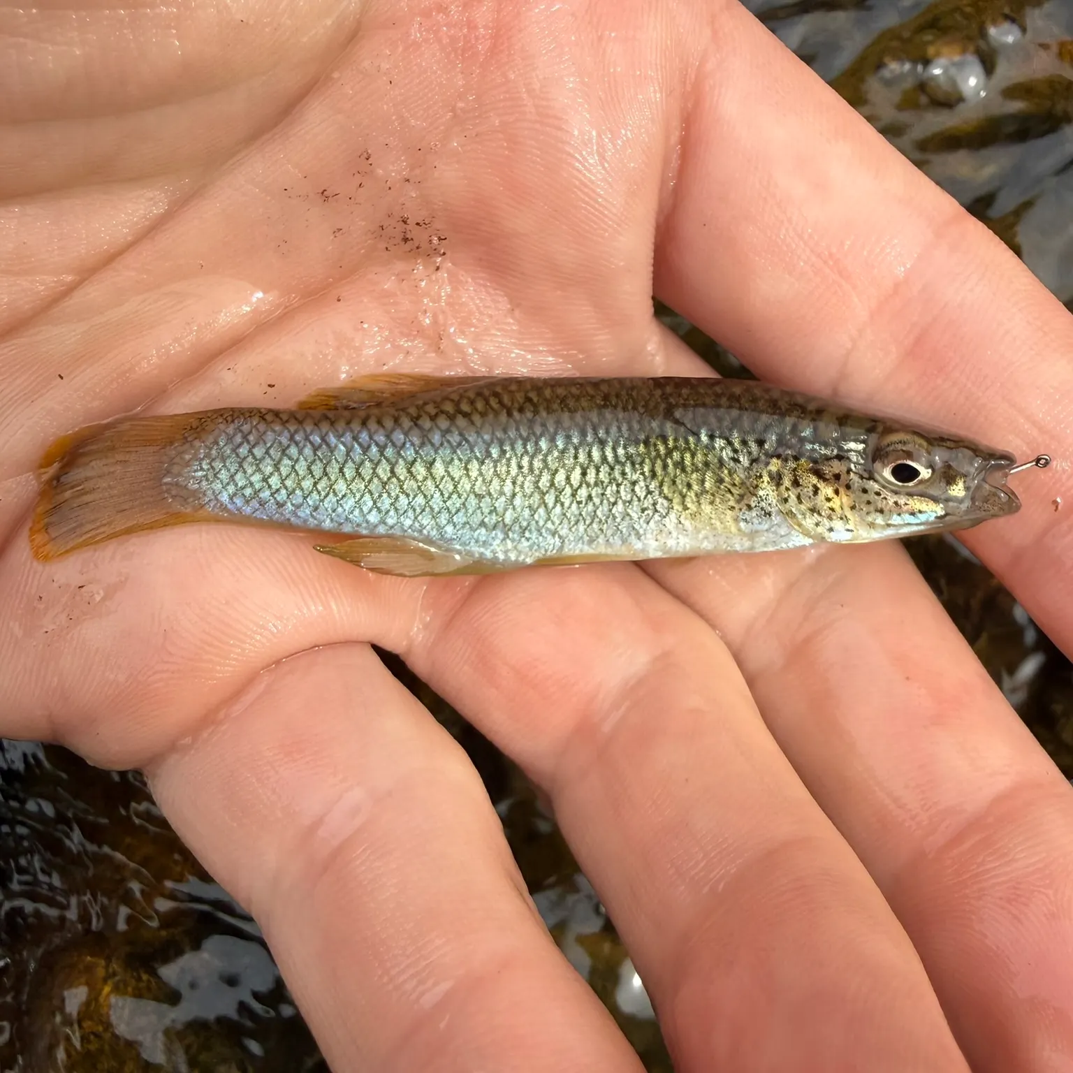 The most recent Speckled killifish catches on Fishbrain