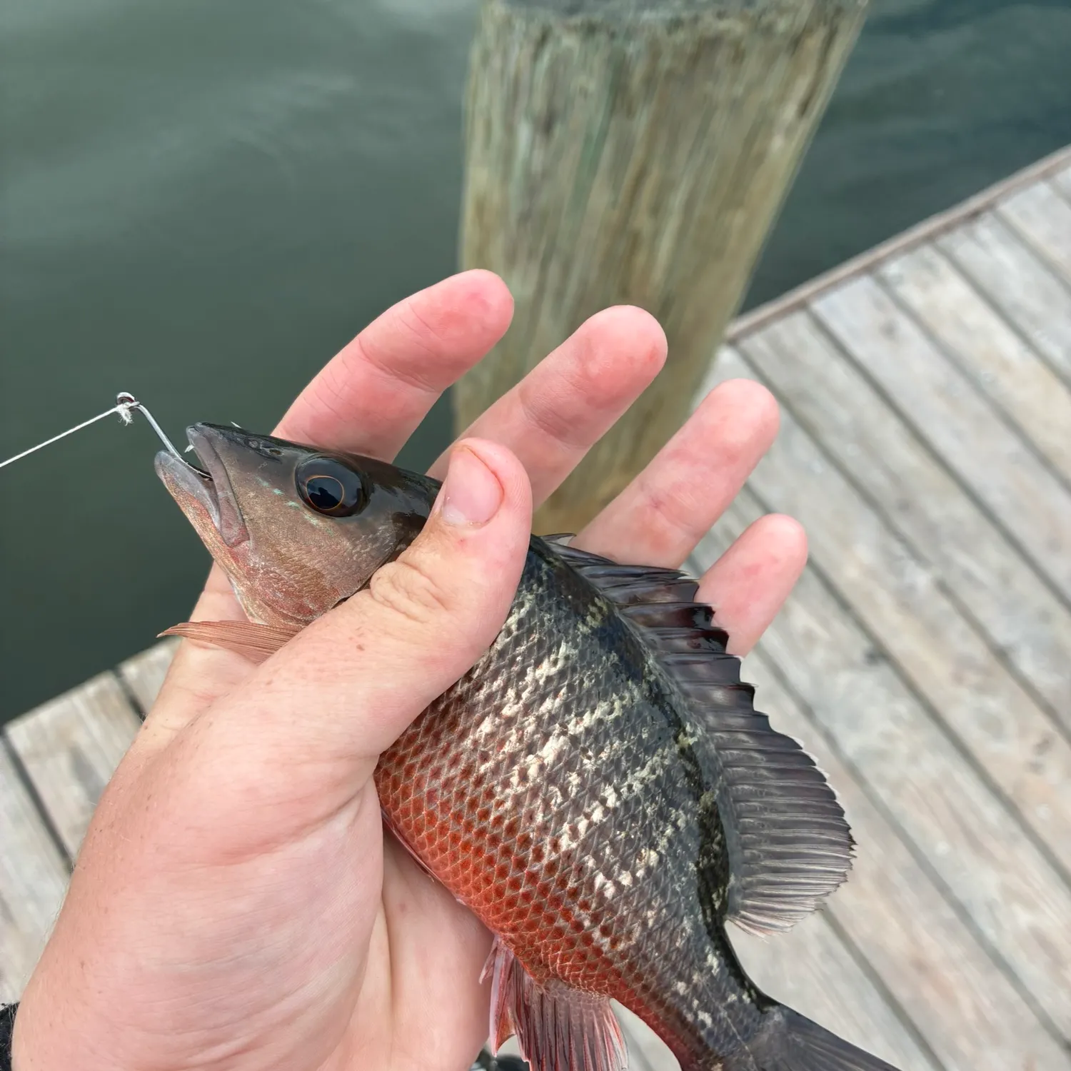 Fish caught on Fishbrain