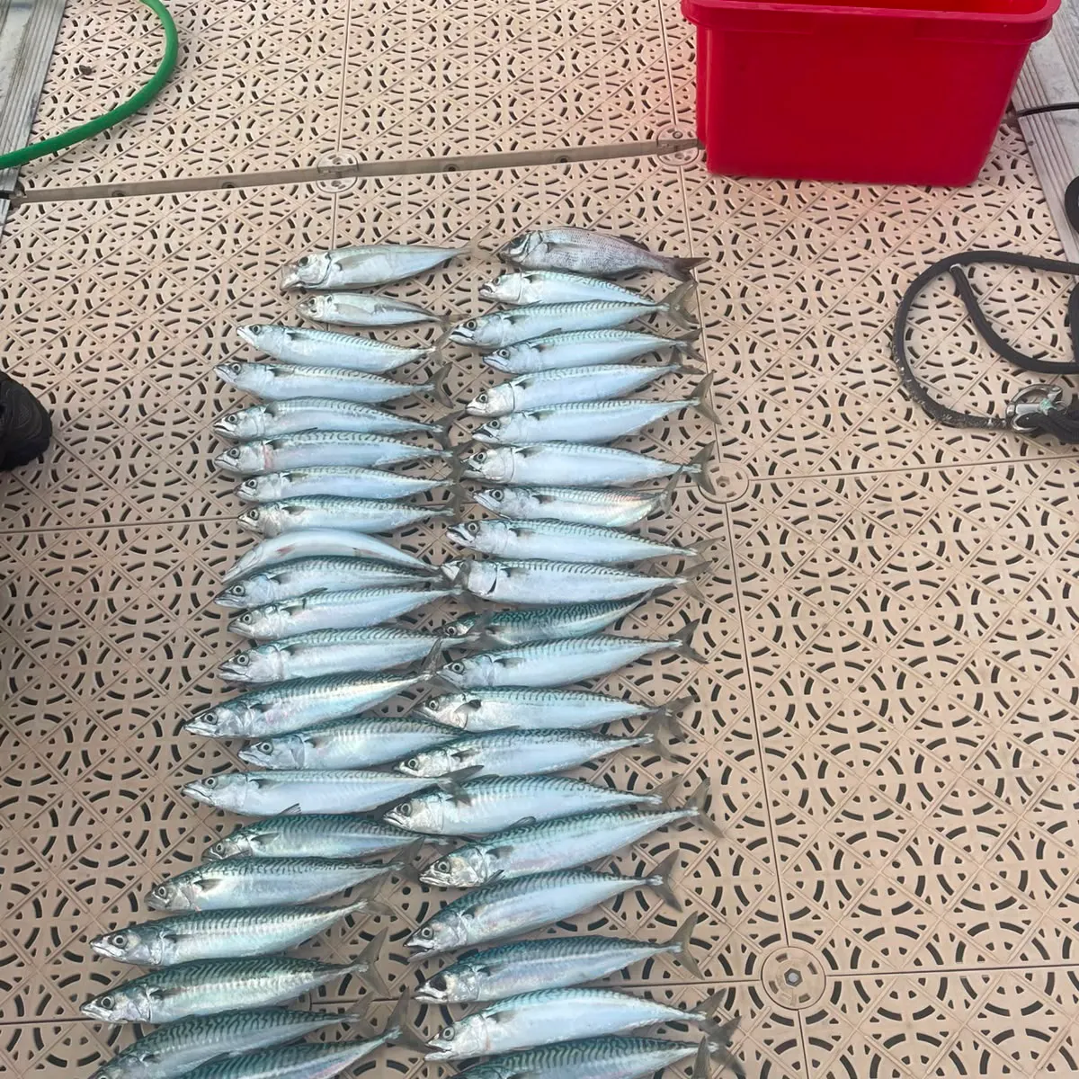 Atlantic mackerel caught on Fishbrain